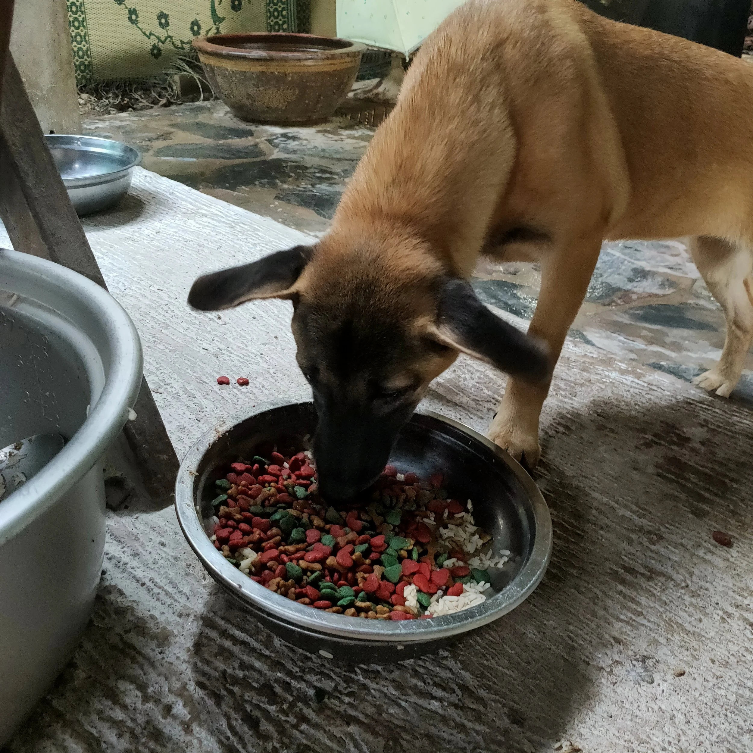 Feeding & Daily Care