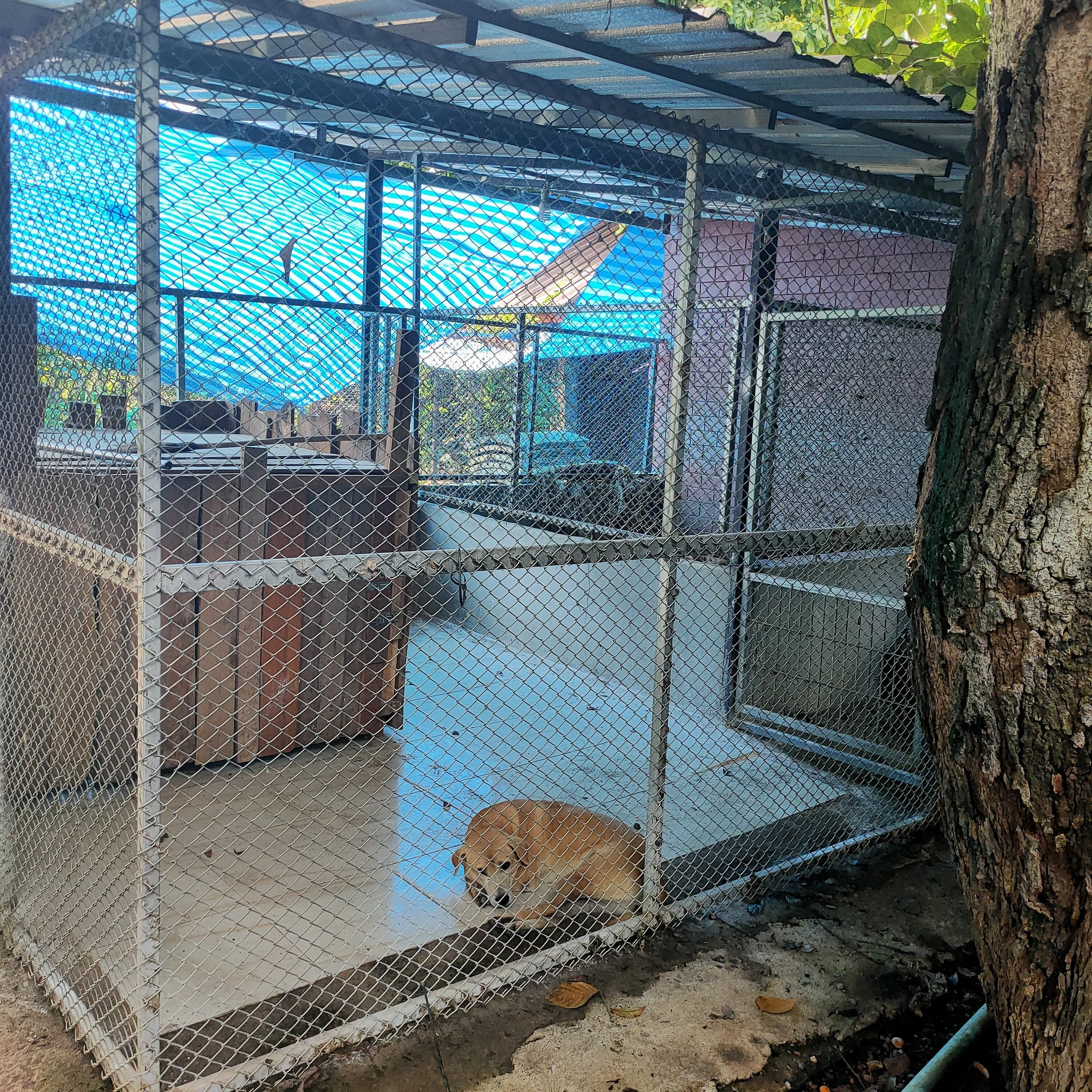 A brown dog lying inside a fenced outdoor enclosure next to a tree, with various objects and a yard visible in the background.