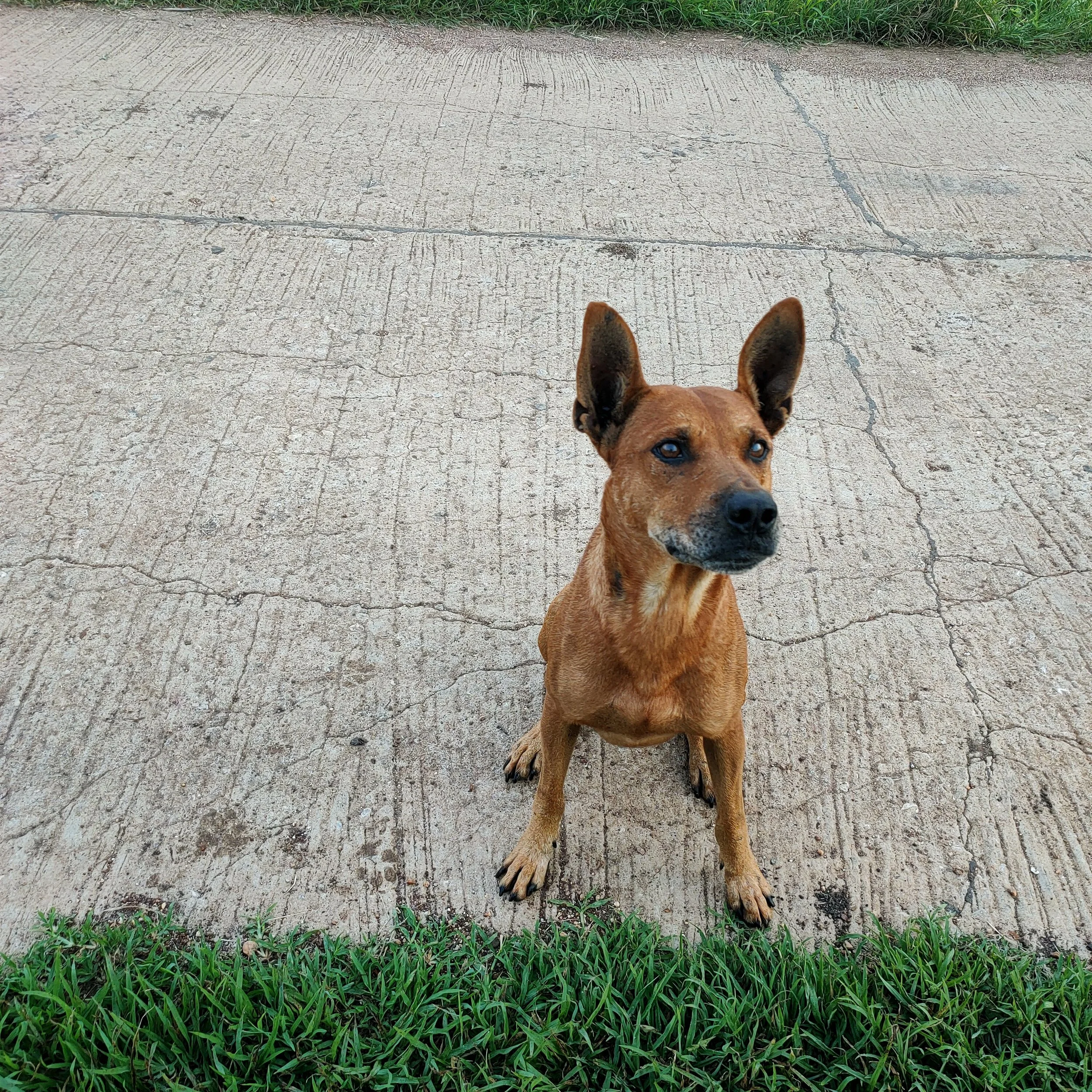 The image shows the upper part of a brown dog with upright ears and blue eyes, standing on a concrete sidewalk with grass on either side, and a patch of grass at the top of the image.