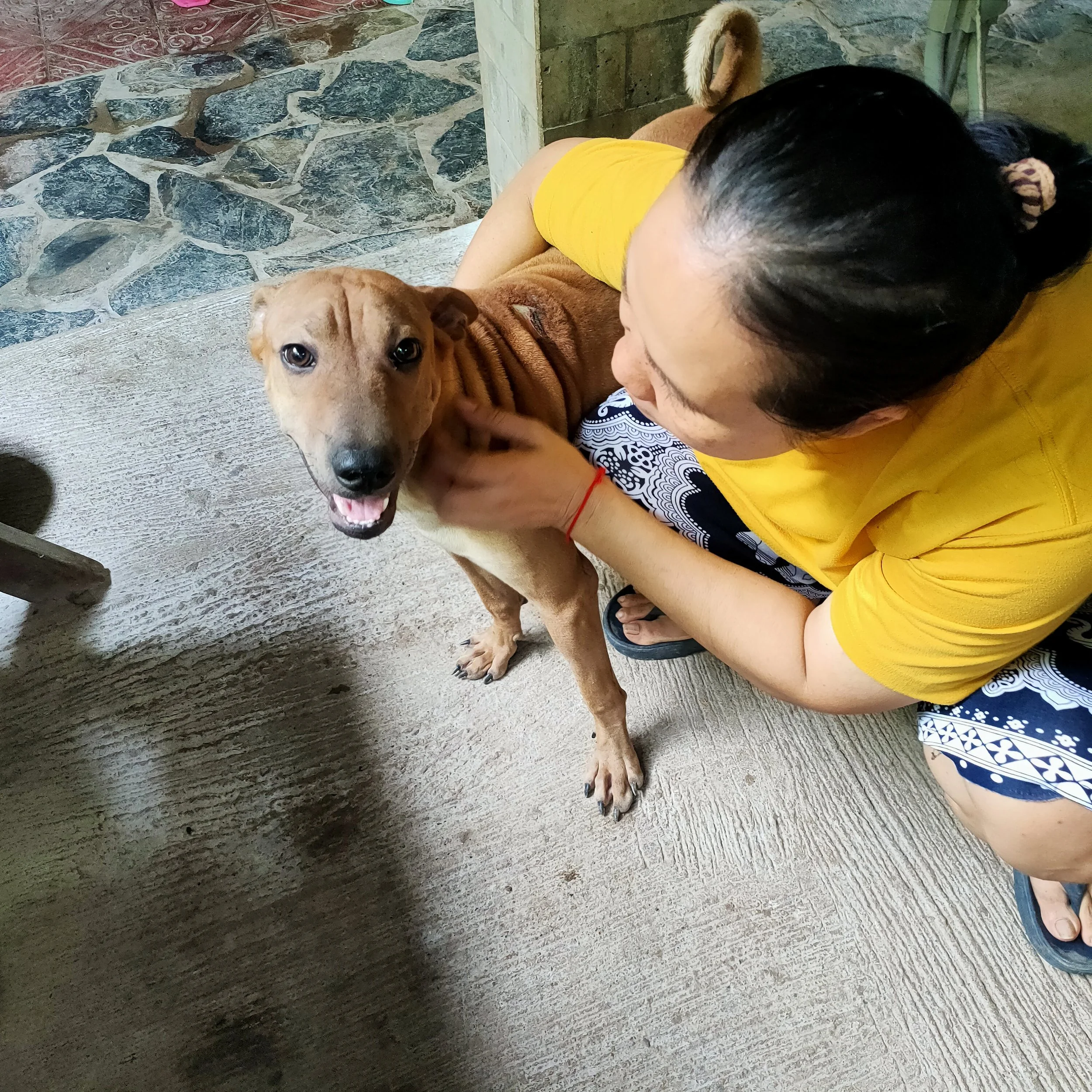 A woman with dark hair in a ponytail and a yellow shirt leaning down to kiss a tan puppy with large dark eyes. They are on a mix of tile flooring and concrete with a brick wall nearby.