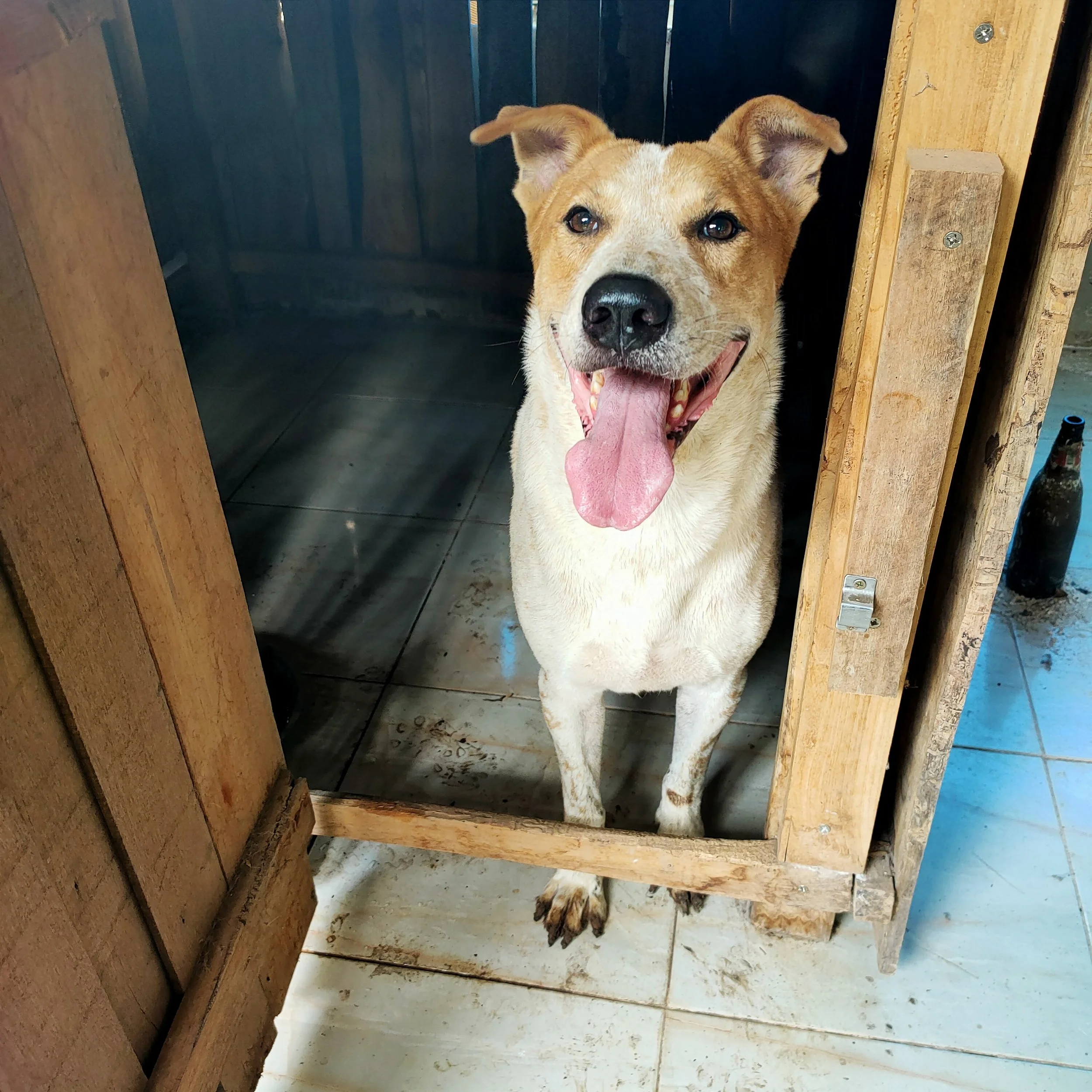 Rescue & Shelter