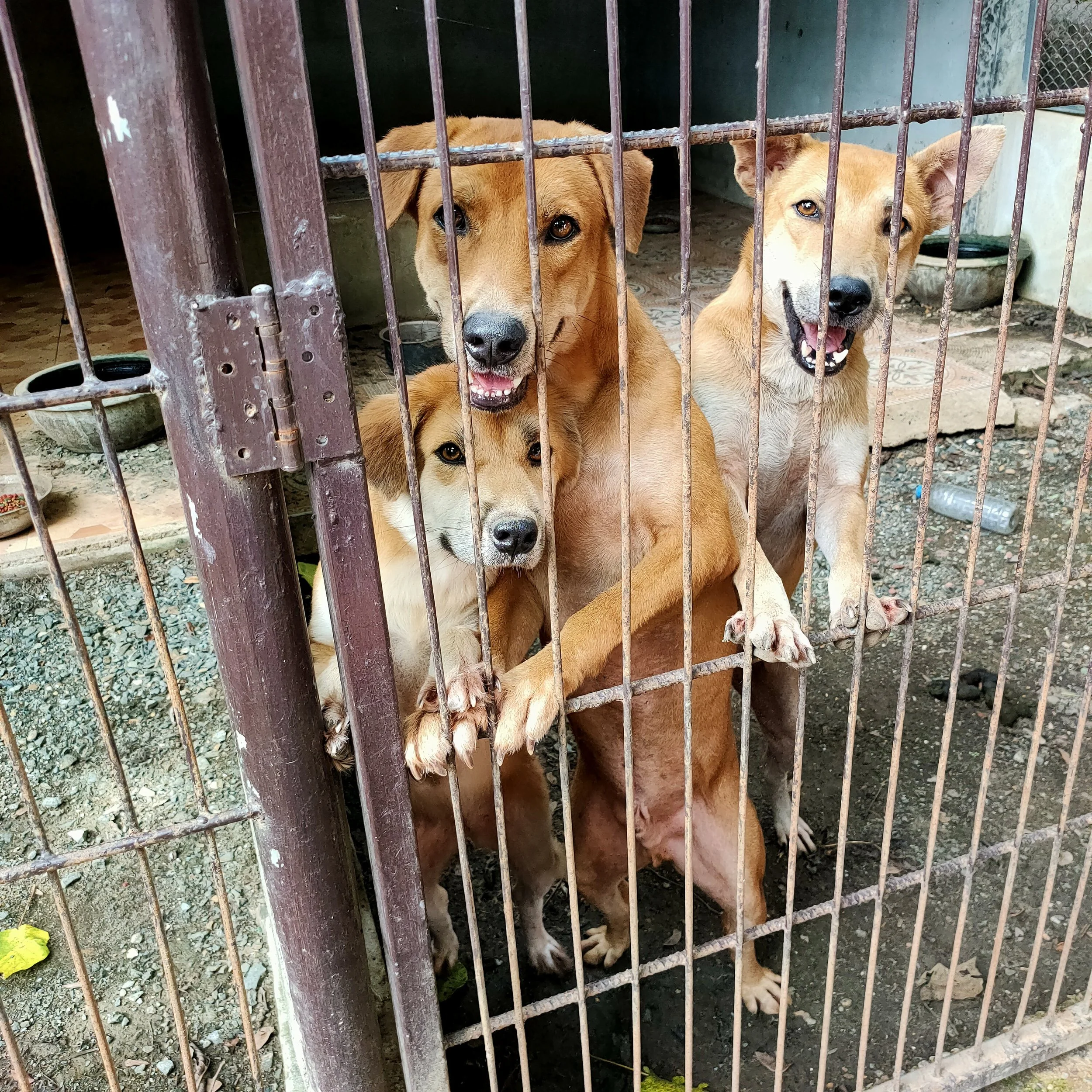 Spaying & Welfare Support
