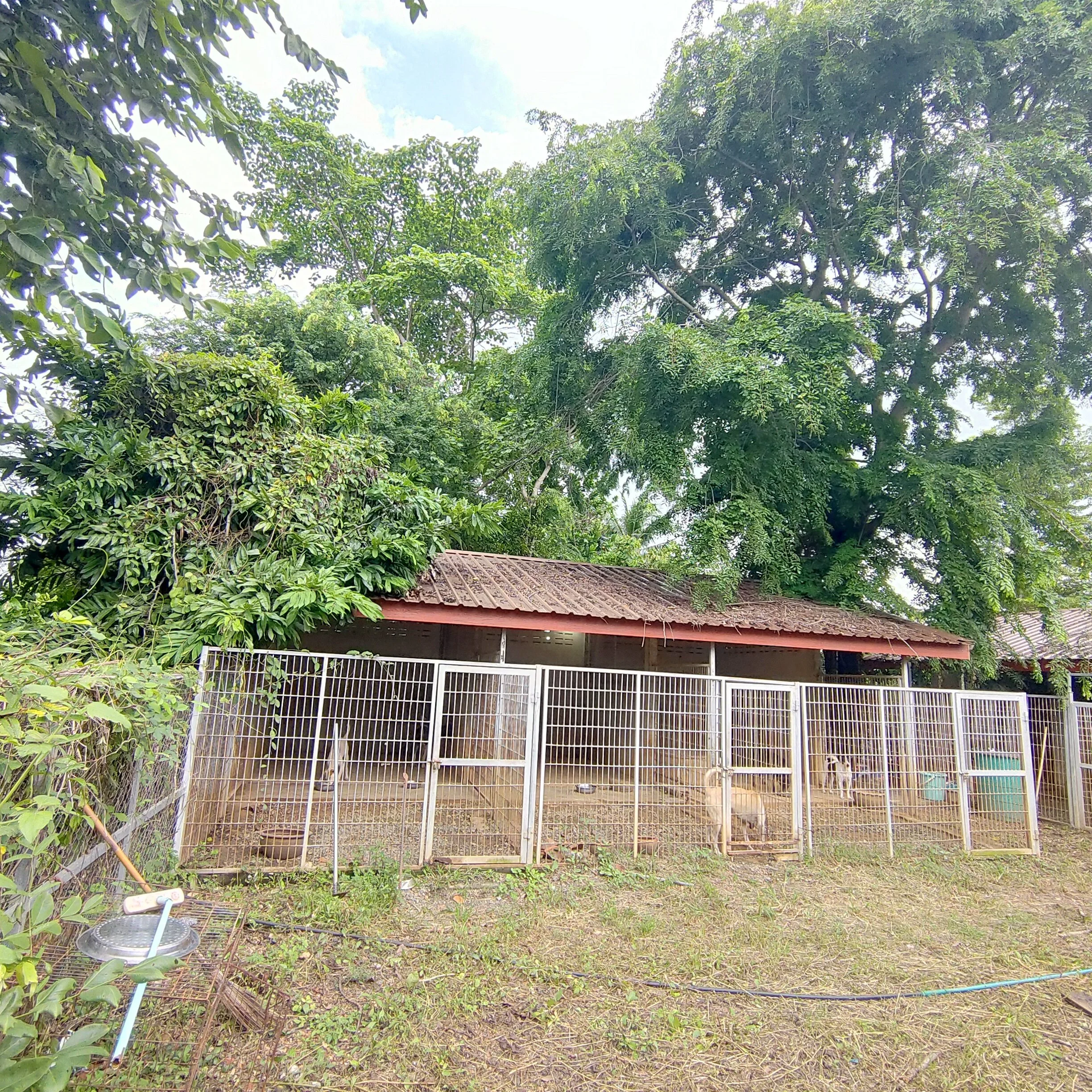 A backyard with a metal animal cage, surrounded by green trees and bushes, and a partial view of a house roof with tiles.