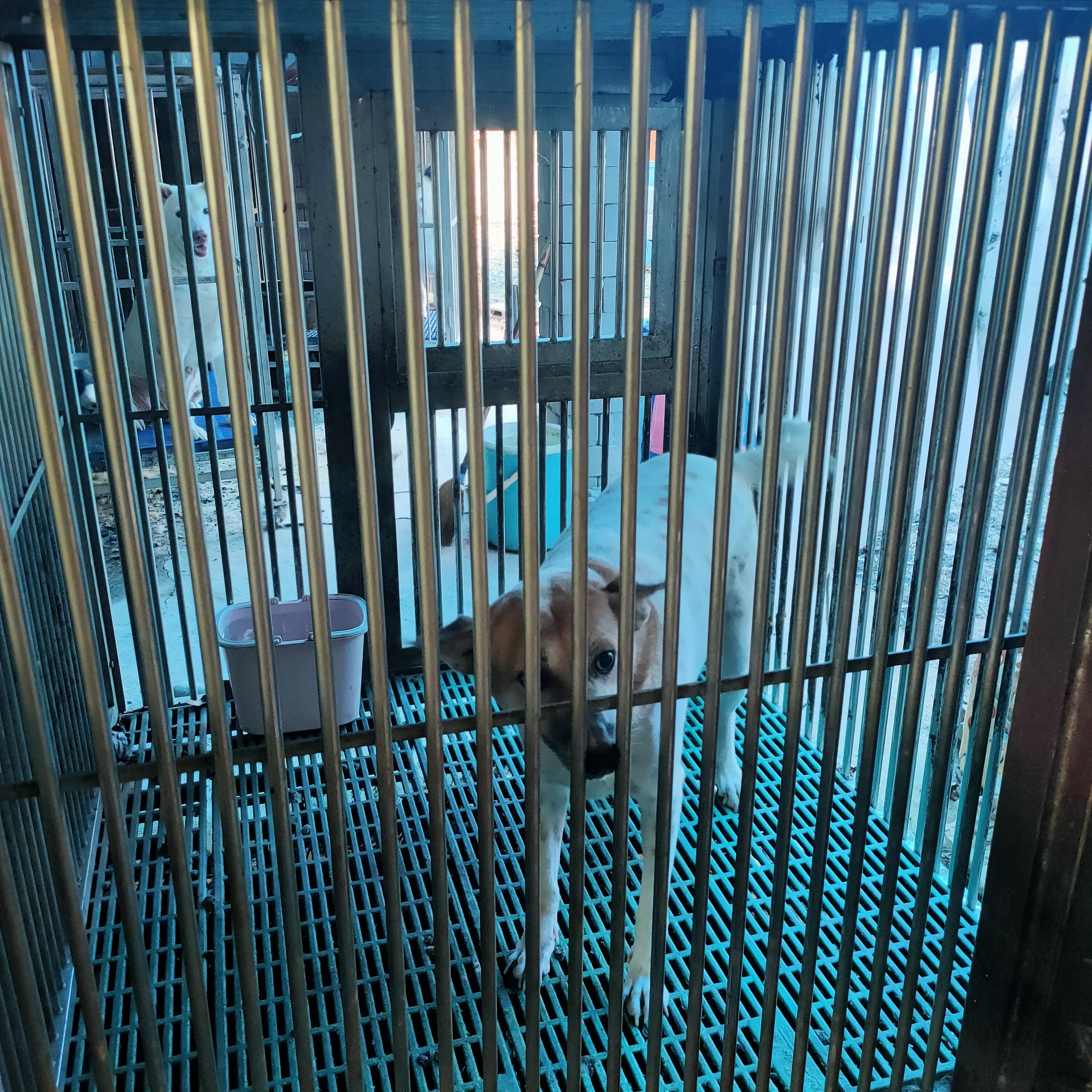 A white dog with a pink tongue inside a cage with yellow metal bars, a plastic food bowl on the cage floor, and a kennel in the background.