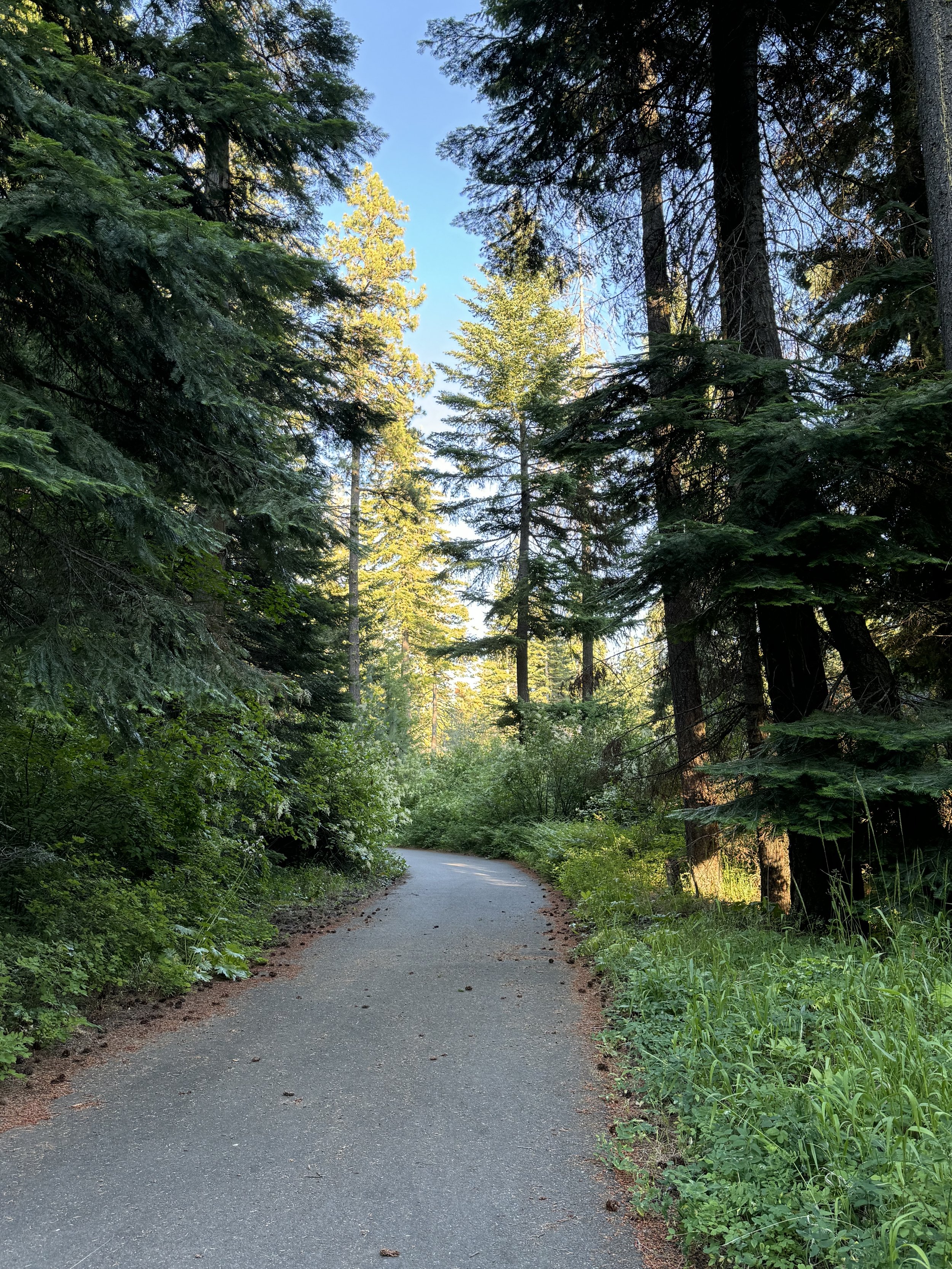 A winding path through a dense forest of tall pine trees, with green foliage and a clear blue sky overhead.