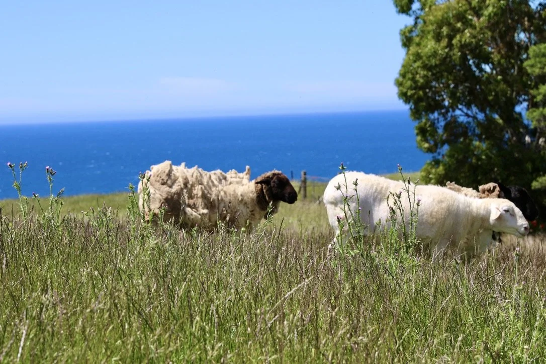 Sheep at Seaside Farm | Seaside Farm | Accommodation Penguin Tasmania