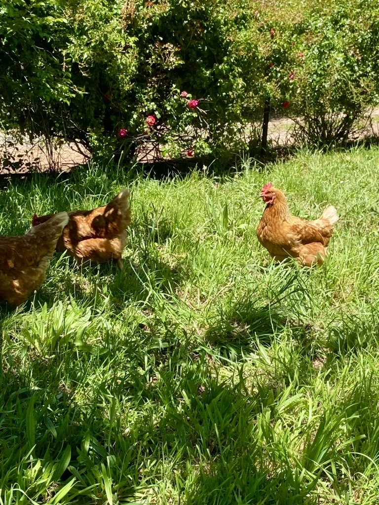 Chickens | Seaside Farm | Accommodation Penguin Tasmania