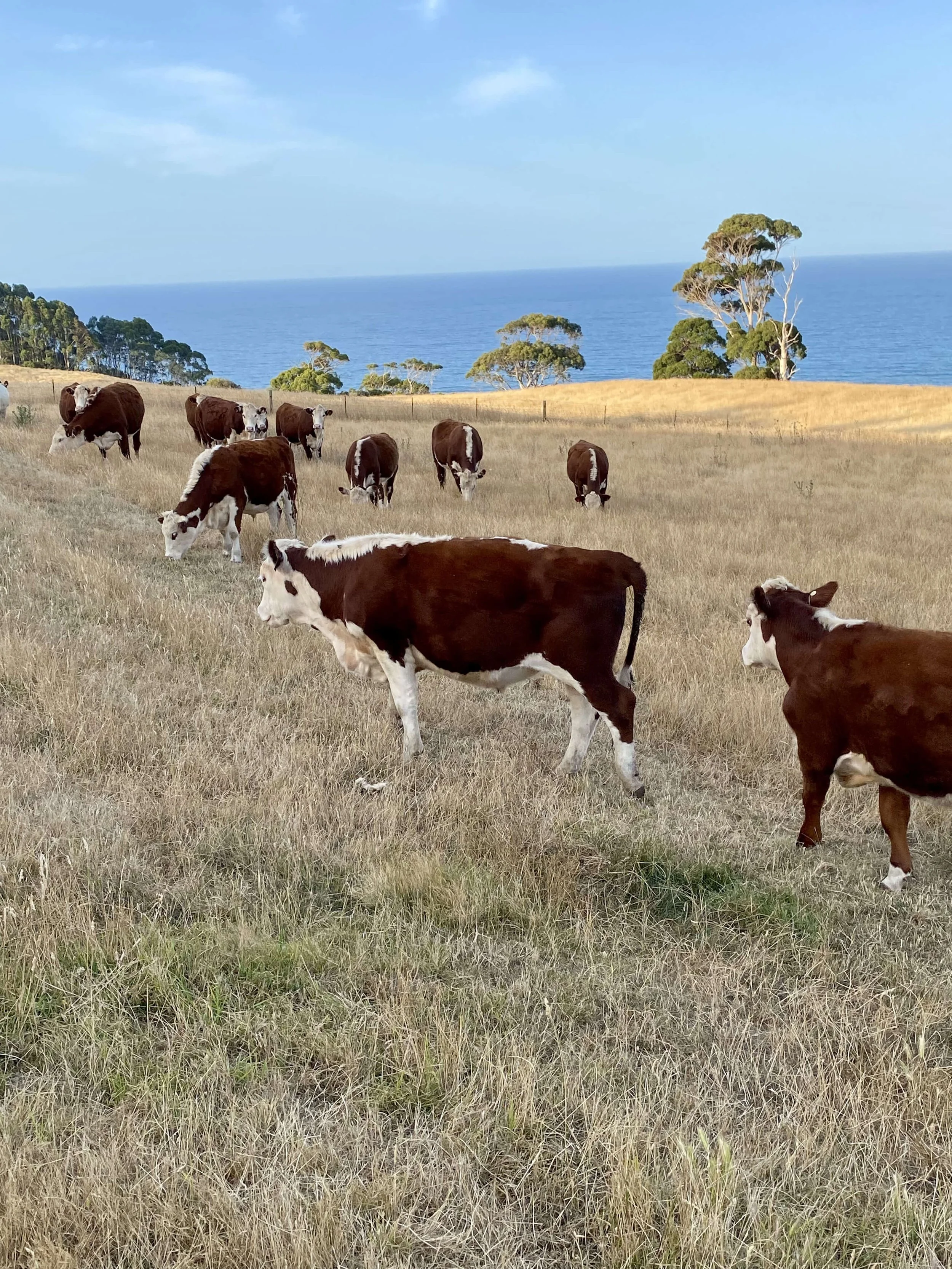 Cattle | Seaside Farm | Accommodation Penguin Tasmania