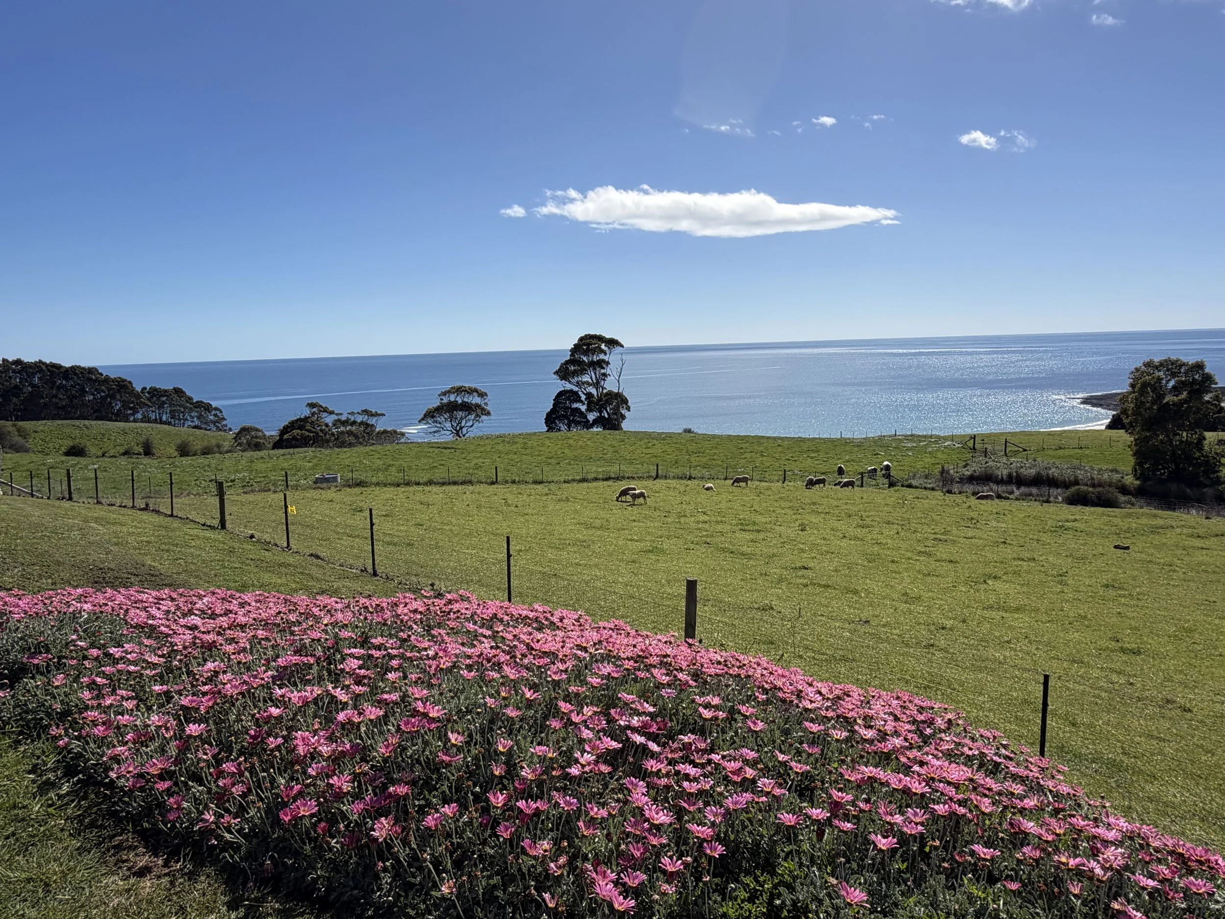 View from cottages | Seaside Farm | Accommodation Penguin Tasmania