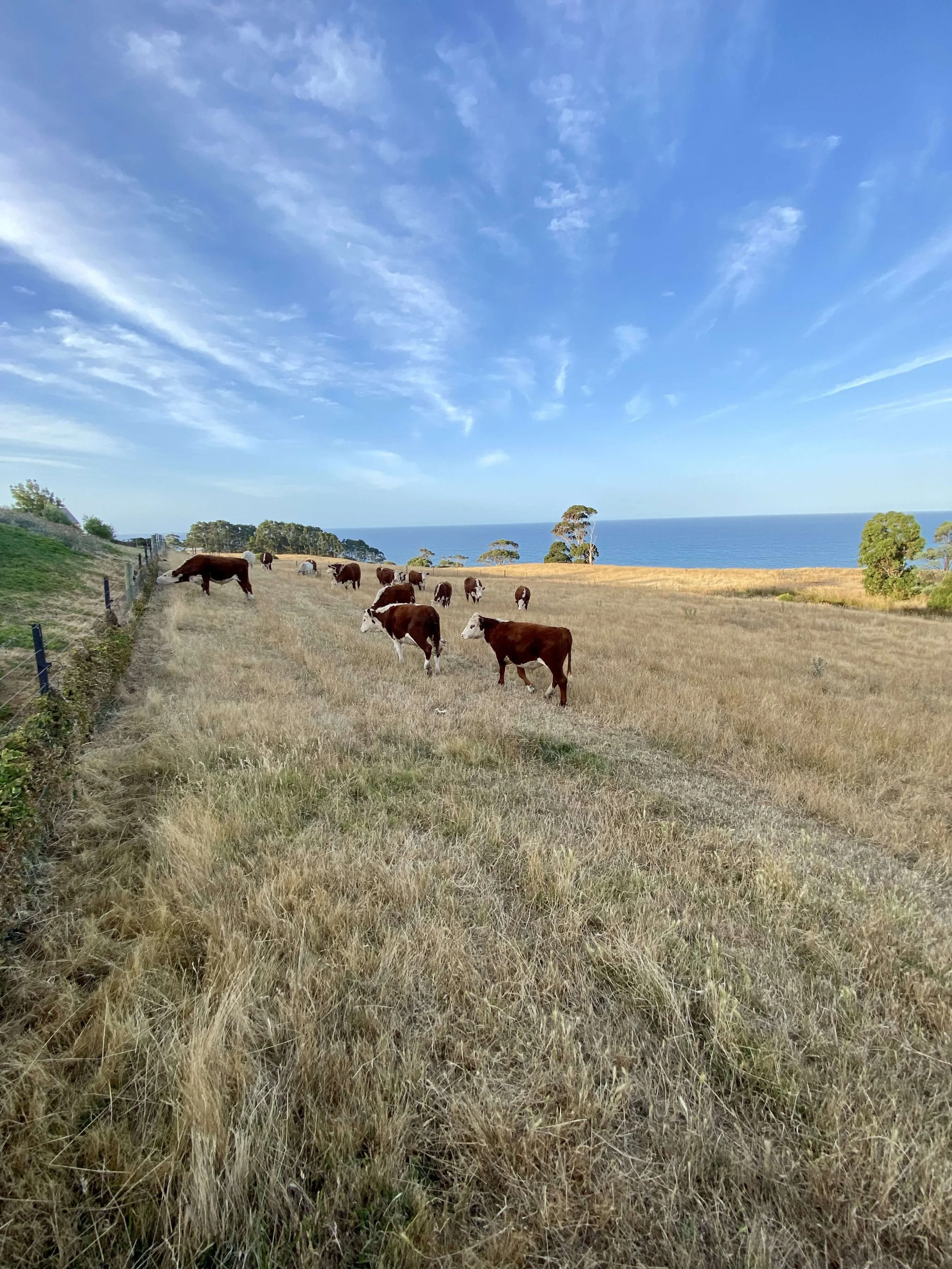 Cattle at Seaside Farm | Seaside Farm | Things to do Penguin Tasmania