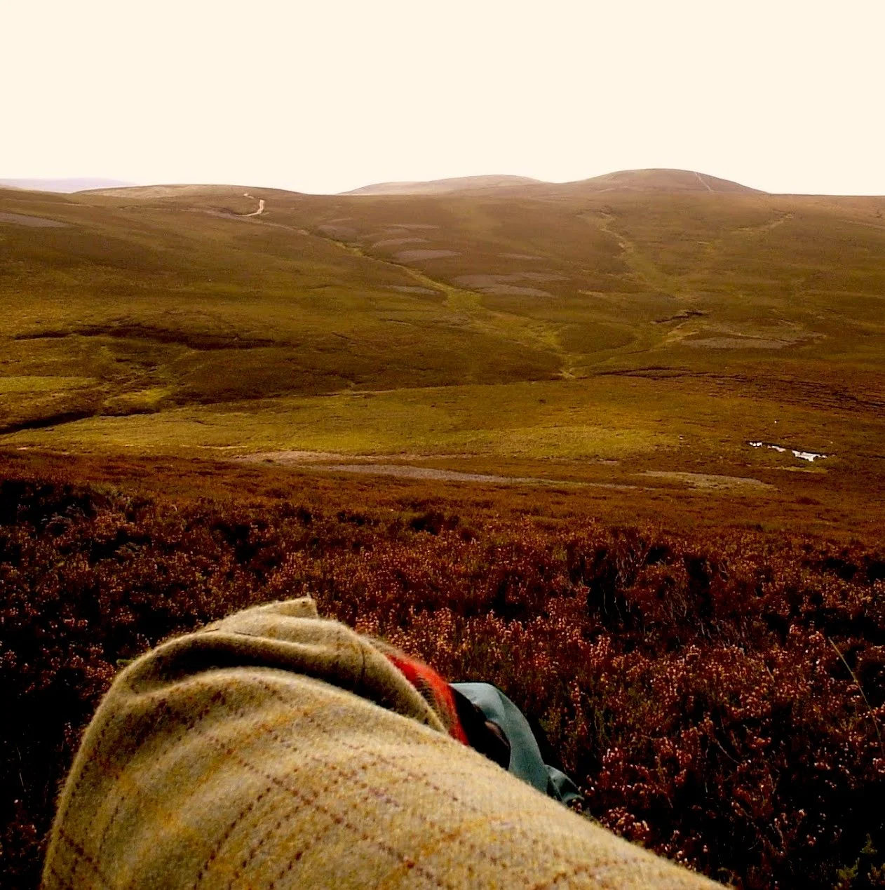 grouse painting scottish sporting artist Tim Niall-Harris