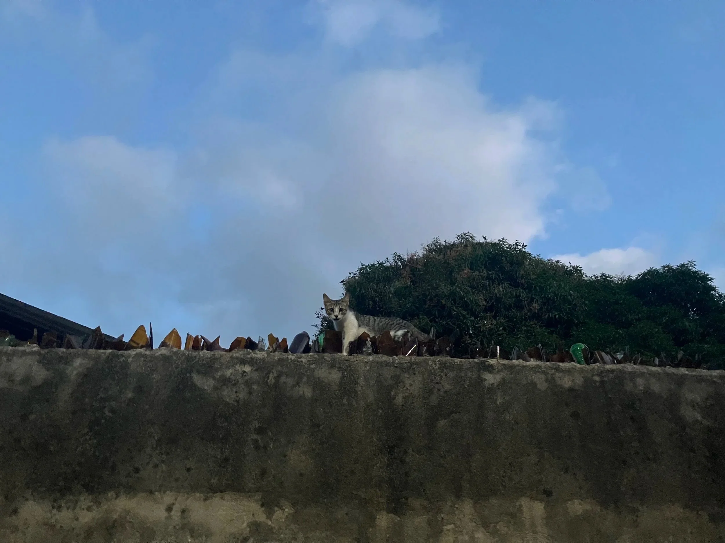 A cat sitting on a wall with a roof and green bush behind it, under a blue sky with clouds.