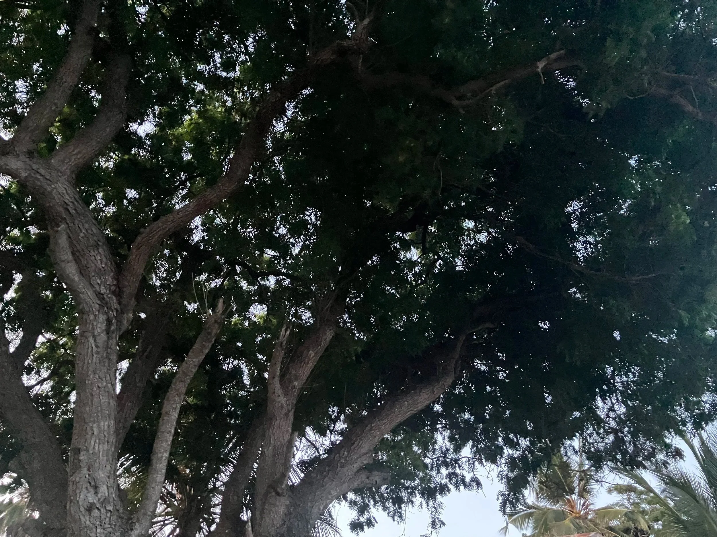 A large tree with multiple thick branches and green leaves, viewed from below during daylight.