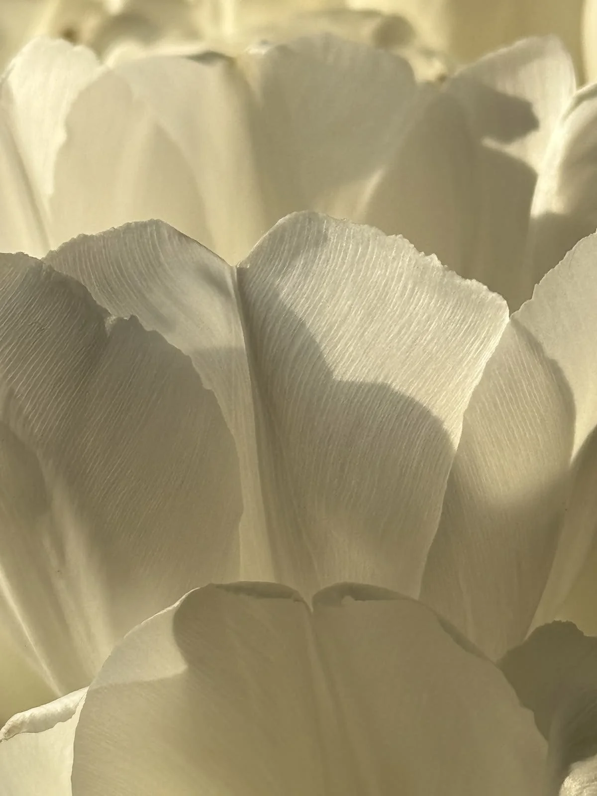 Gros plan de fleurs blanches, probablement des tulipes ou des roses, avec des détails fins sur la texture des pétales.