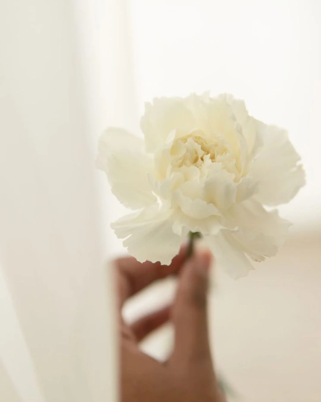 Une main tient une fleur blanche de genre œillet, floue de fond et éclairée par la lumière en arrière-plan.