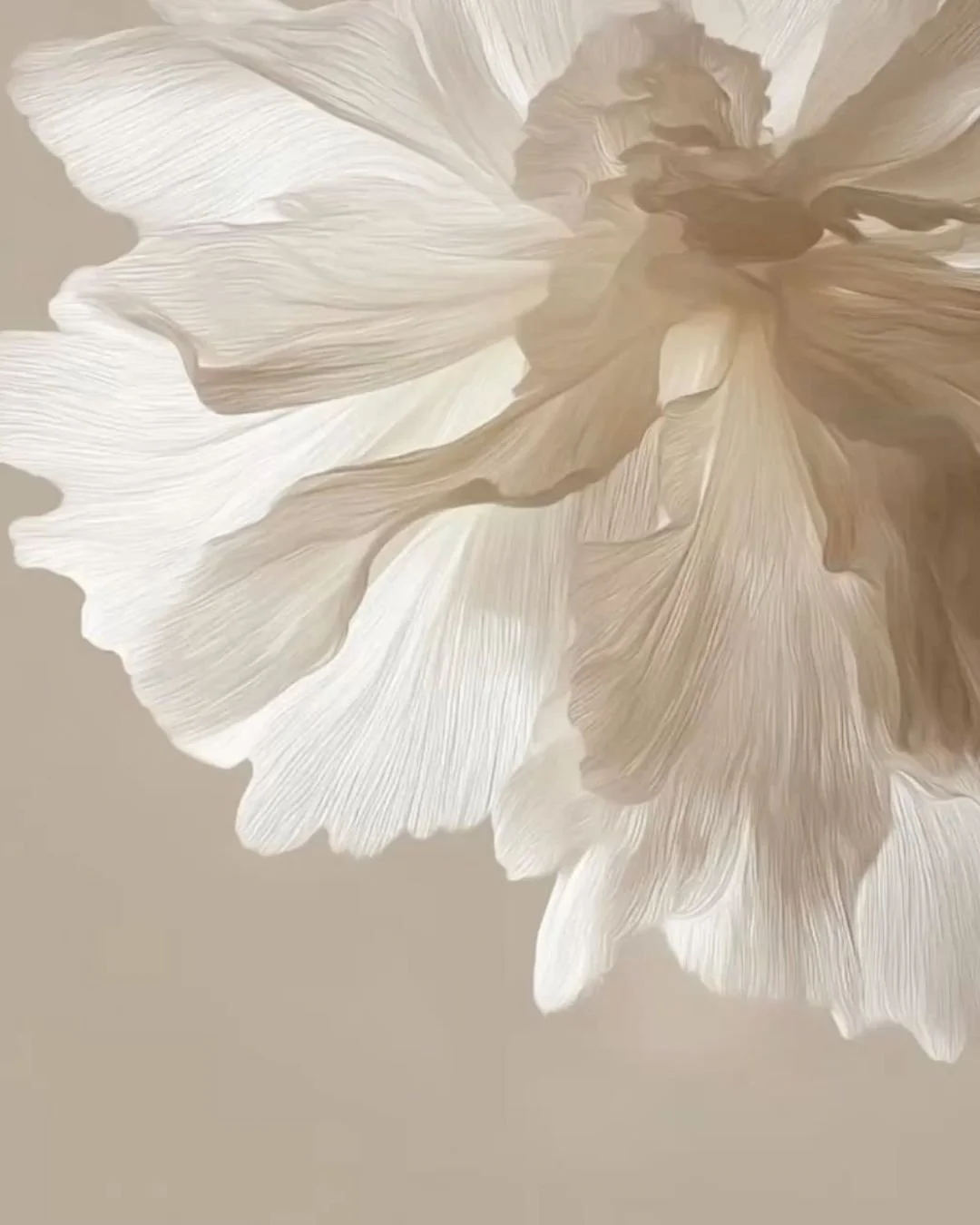 Une plante de type iris ou marguerite avec de grandes fleurs ivoire ou blanc cassé, vue en gros plan.