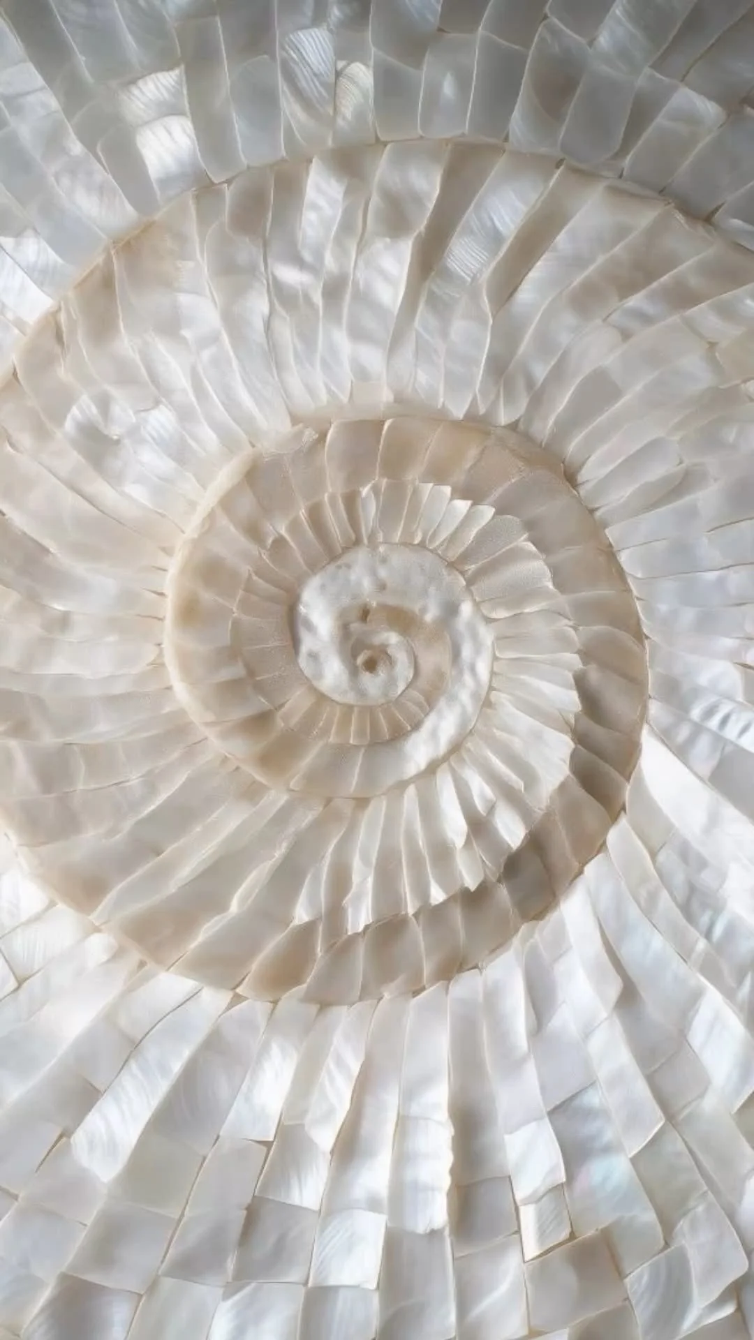 Une coquille d'escargot vue de face, montrant la spirale à l'intérieur.
