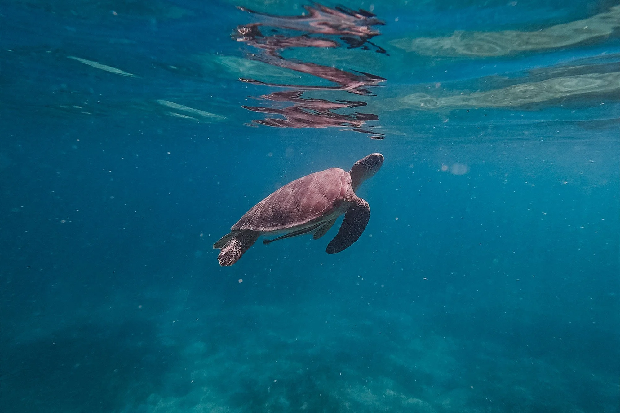 Best Snorkeling in St. Thomas, US Virgin Islands