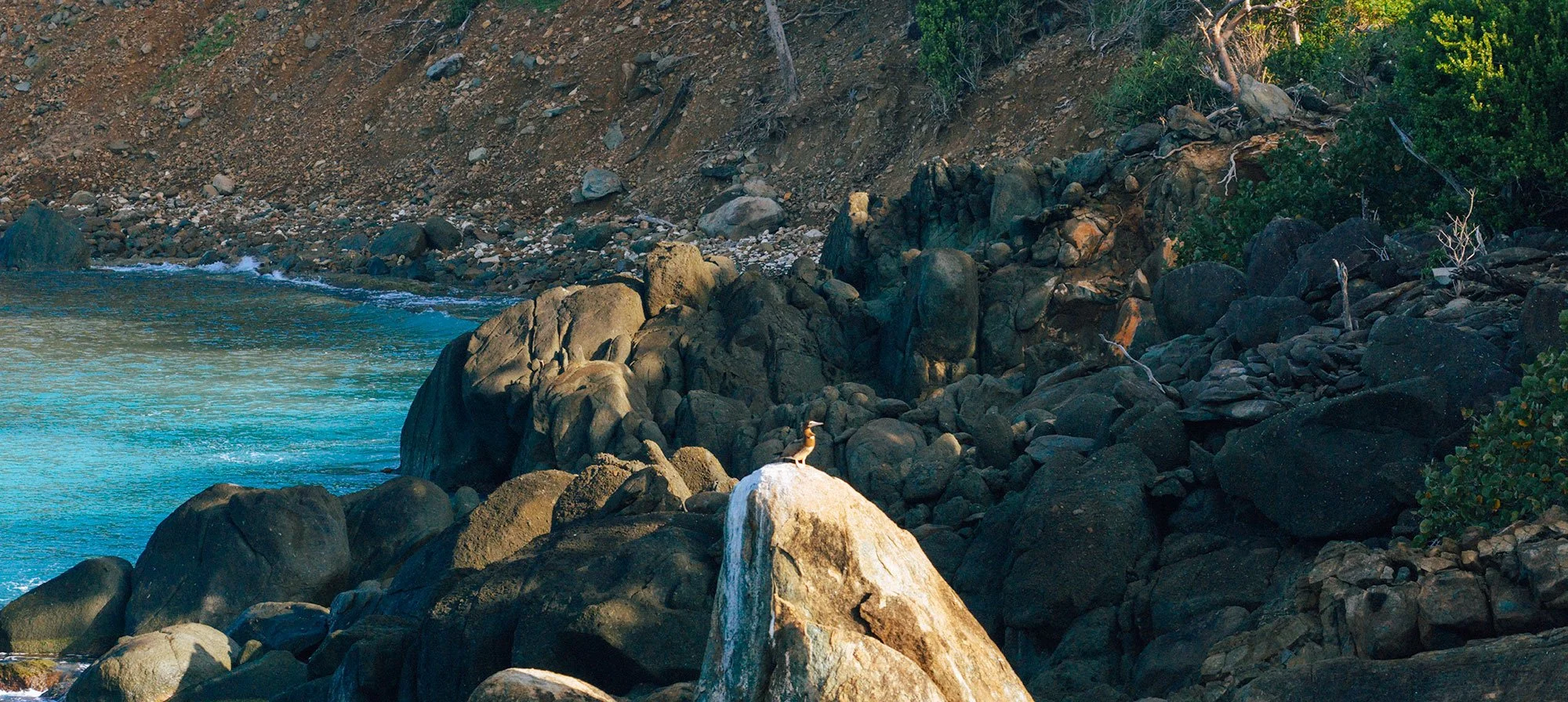 Brown Booby on Inner Brass
