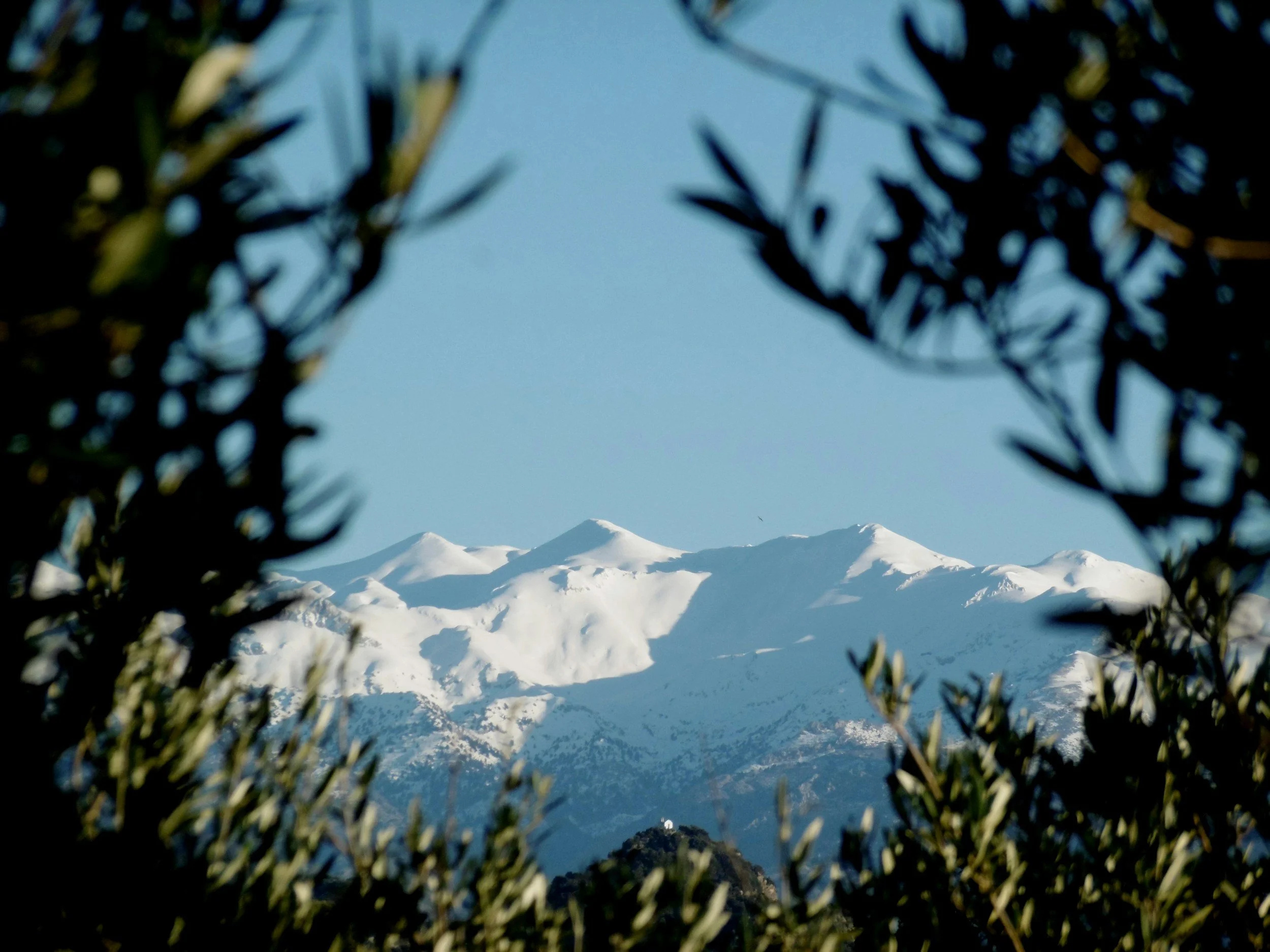 Mount Ida of the Psiloritis Mountain covered in snow, framed by olive branches in the foreground.