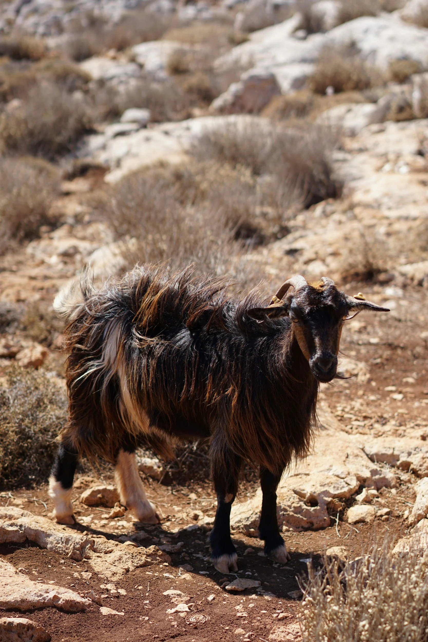 Goat in a field in South Crete.
