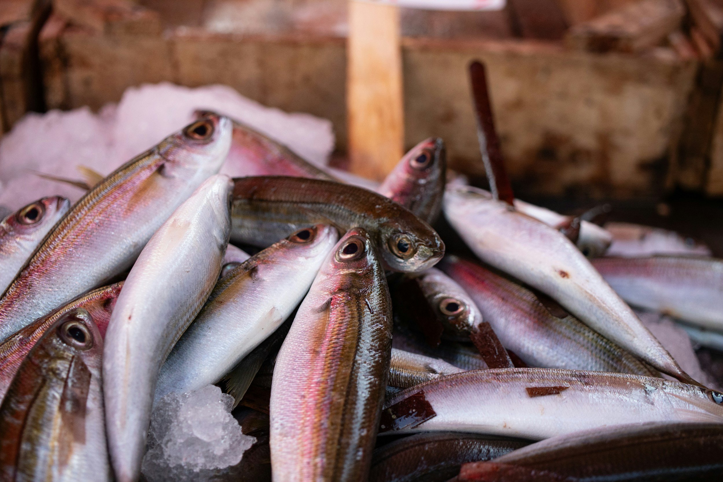 Fish for sale at a fish monger in South Crete