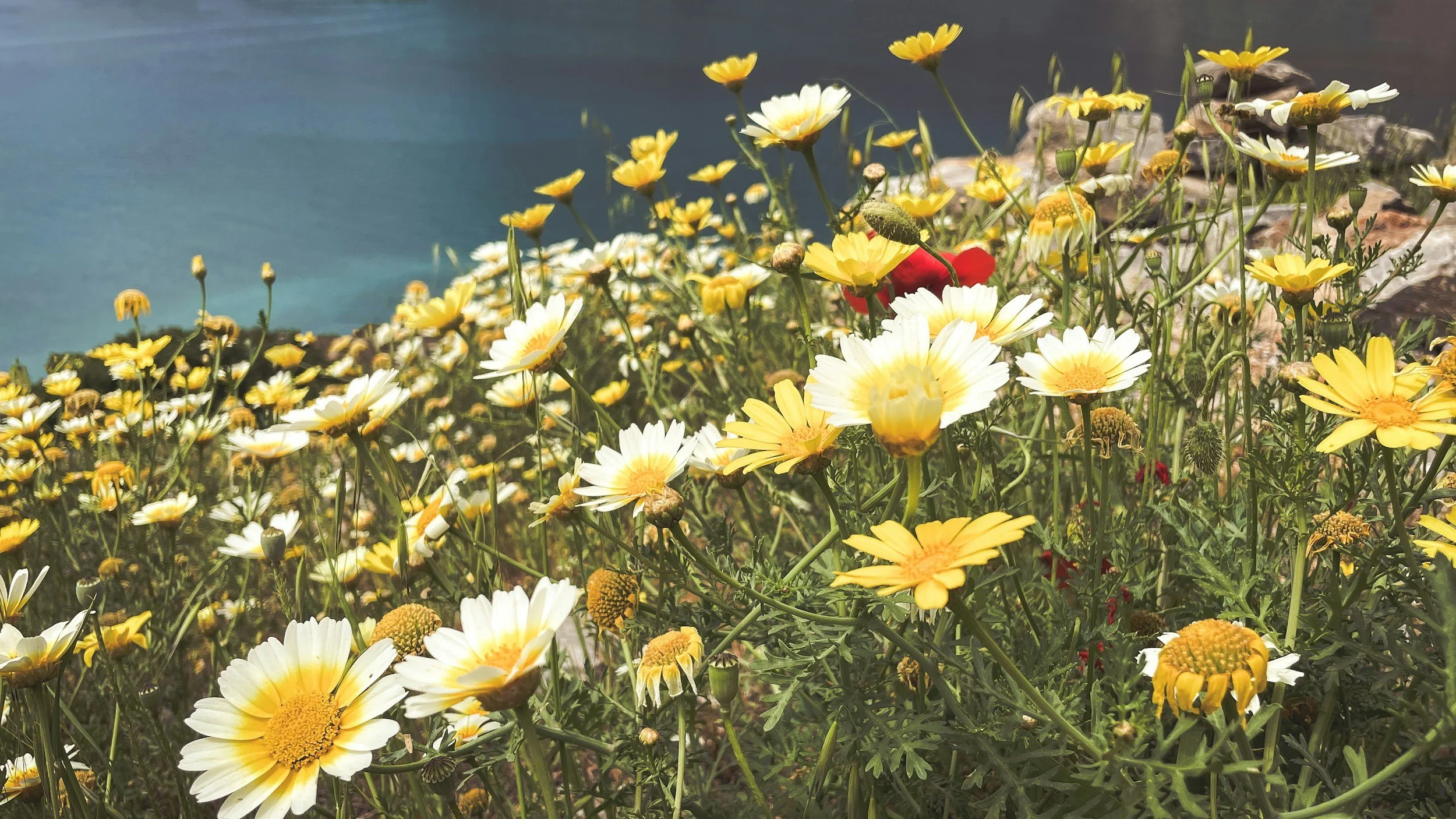 Wild flowers in a meadow in Crete during springtime.