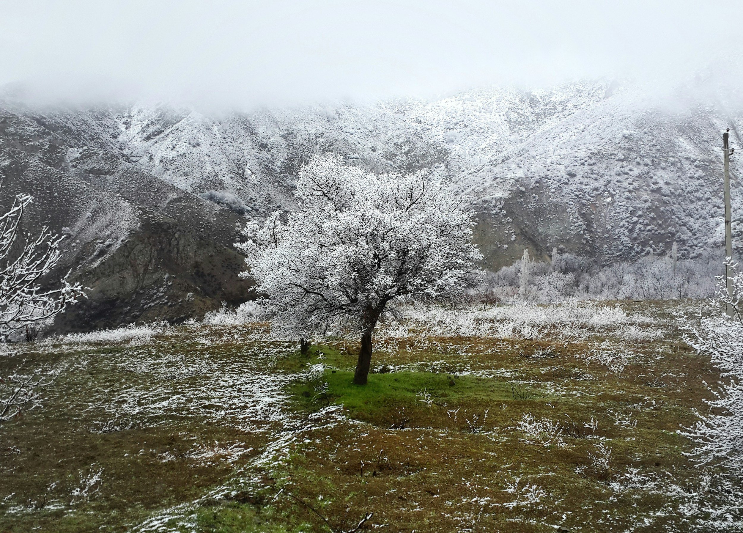 Olive tree in Crete covered in snow in the mountains.