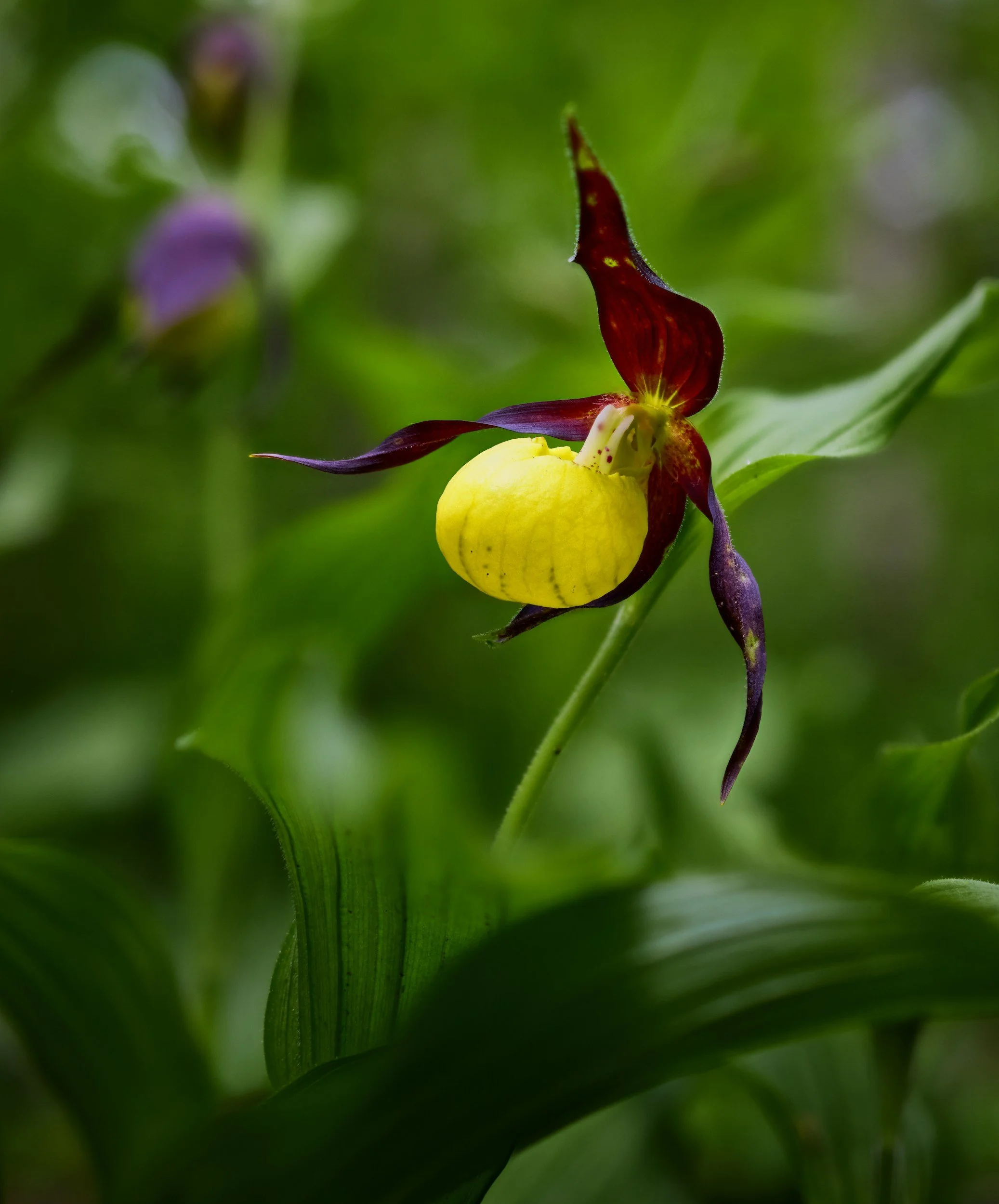 A single orchid blossom among leaves in a field in South Crete