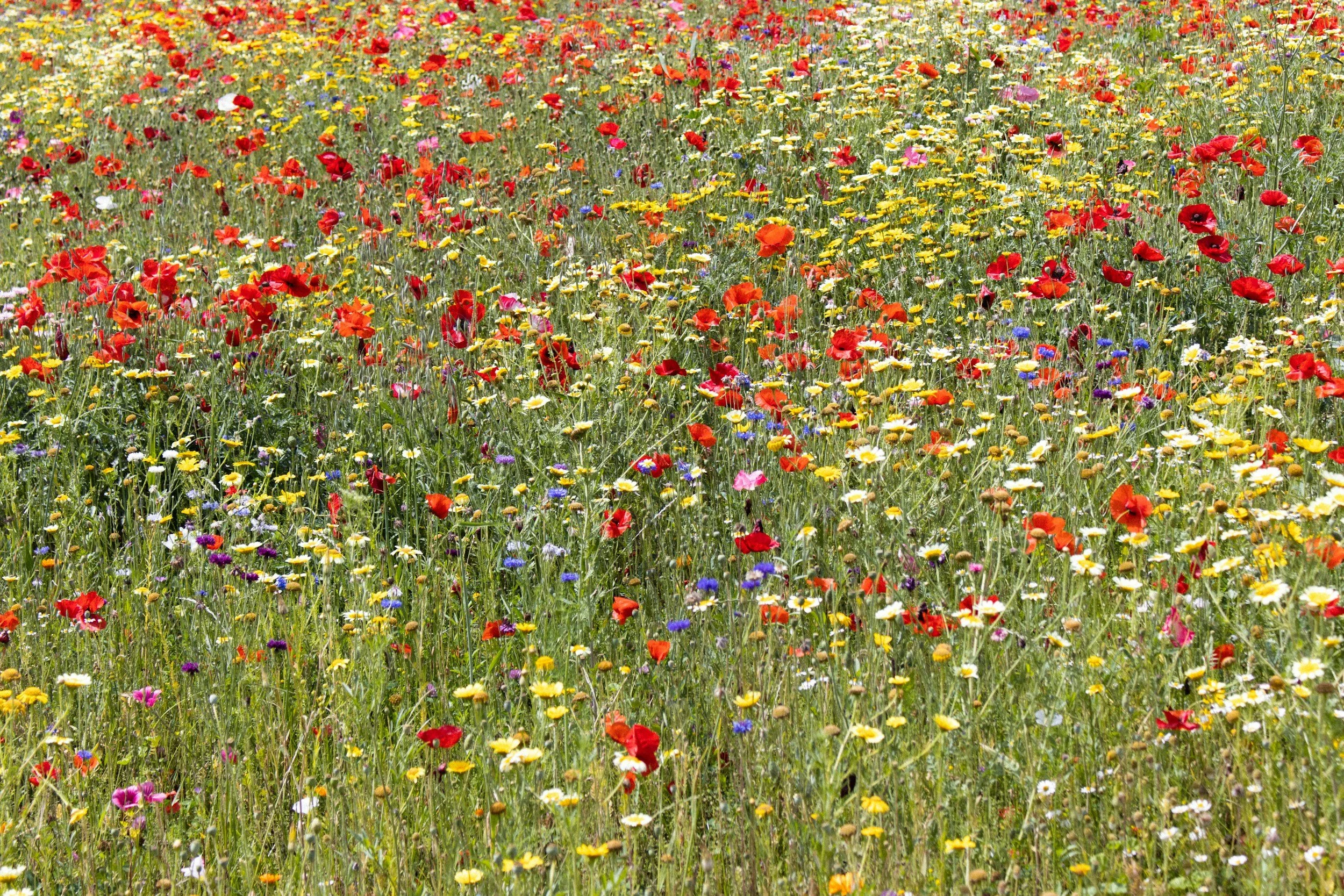 Botanical Crete: Wild herbs, orchids and the rich plant life of the island