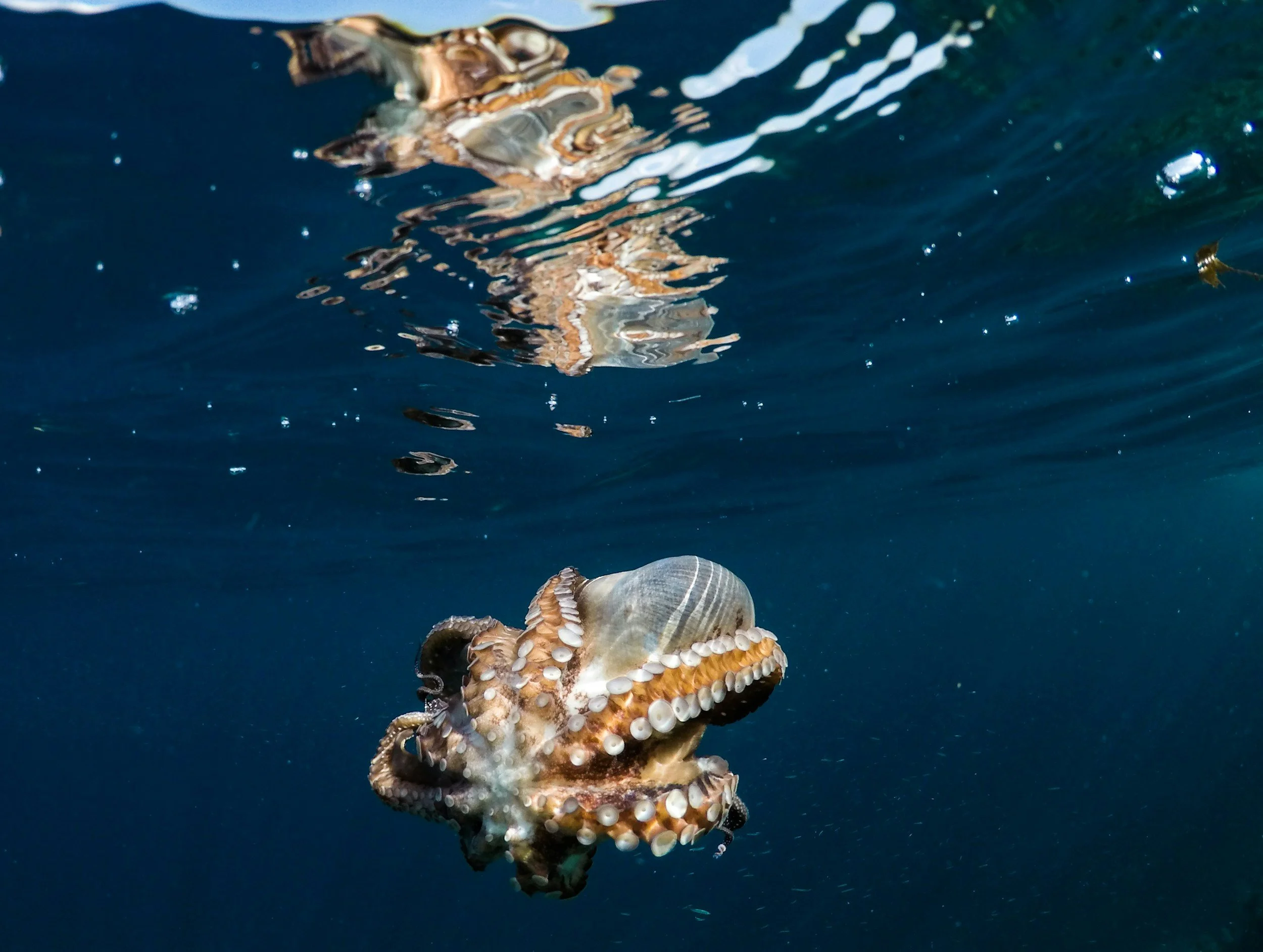 Octopus swimming near the surface in the deep blue Libyan Sea, South Crete