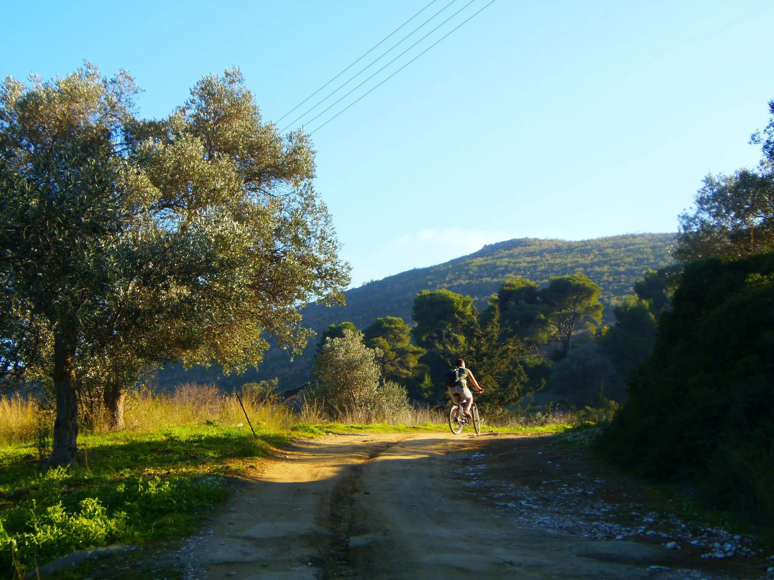 Cyclist moving down a rural road in the Amari Valley, South Crete, past an olive tree.