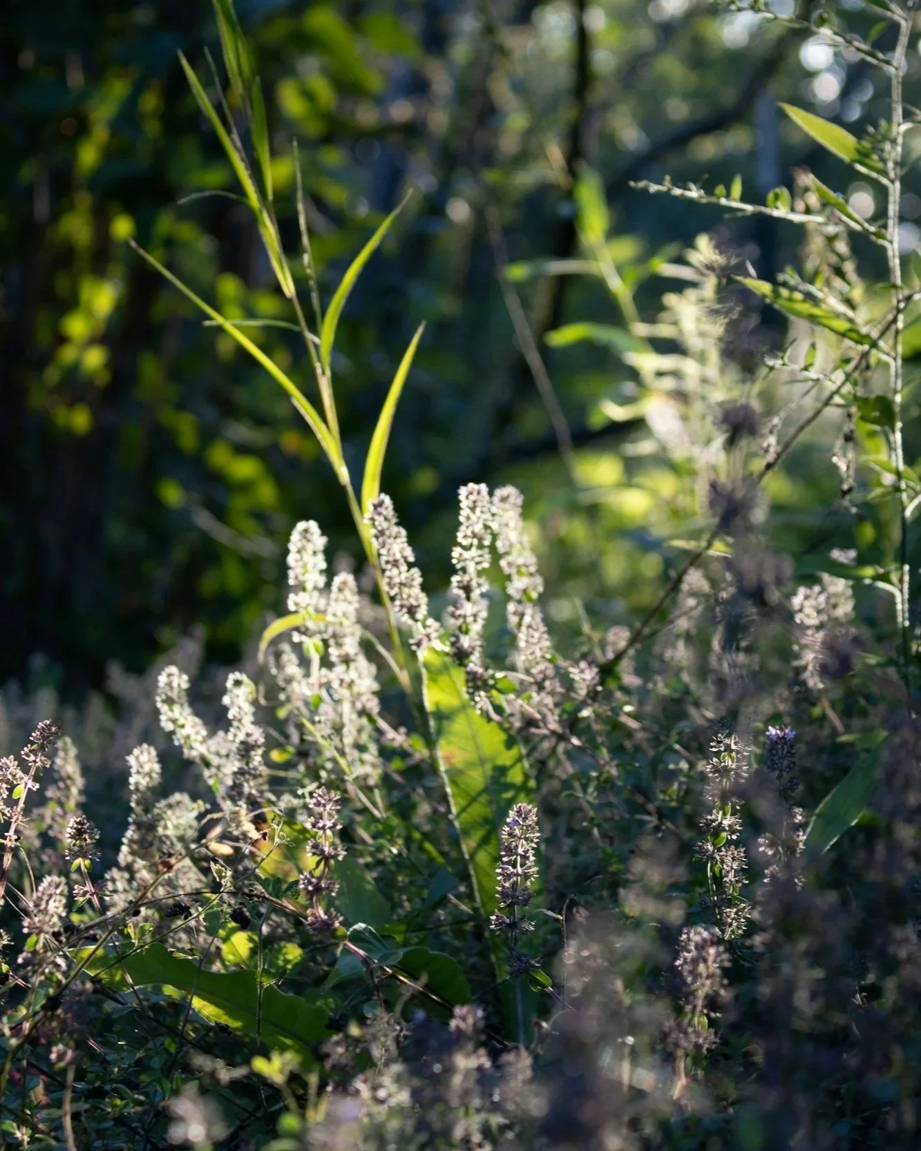 Sun shines on flowering thyme in a meadow in Crete, Greece