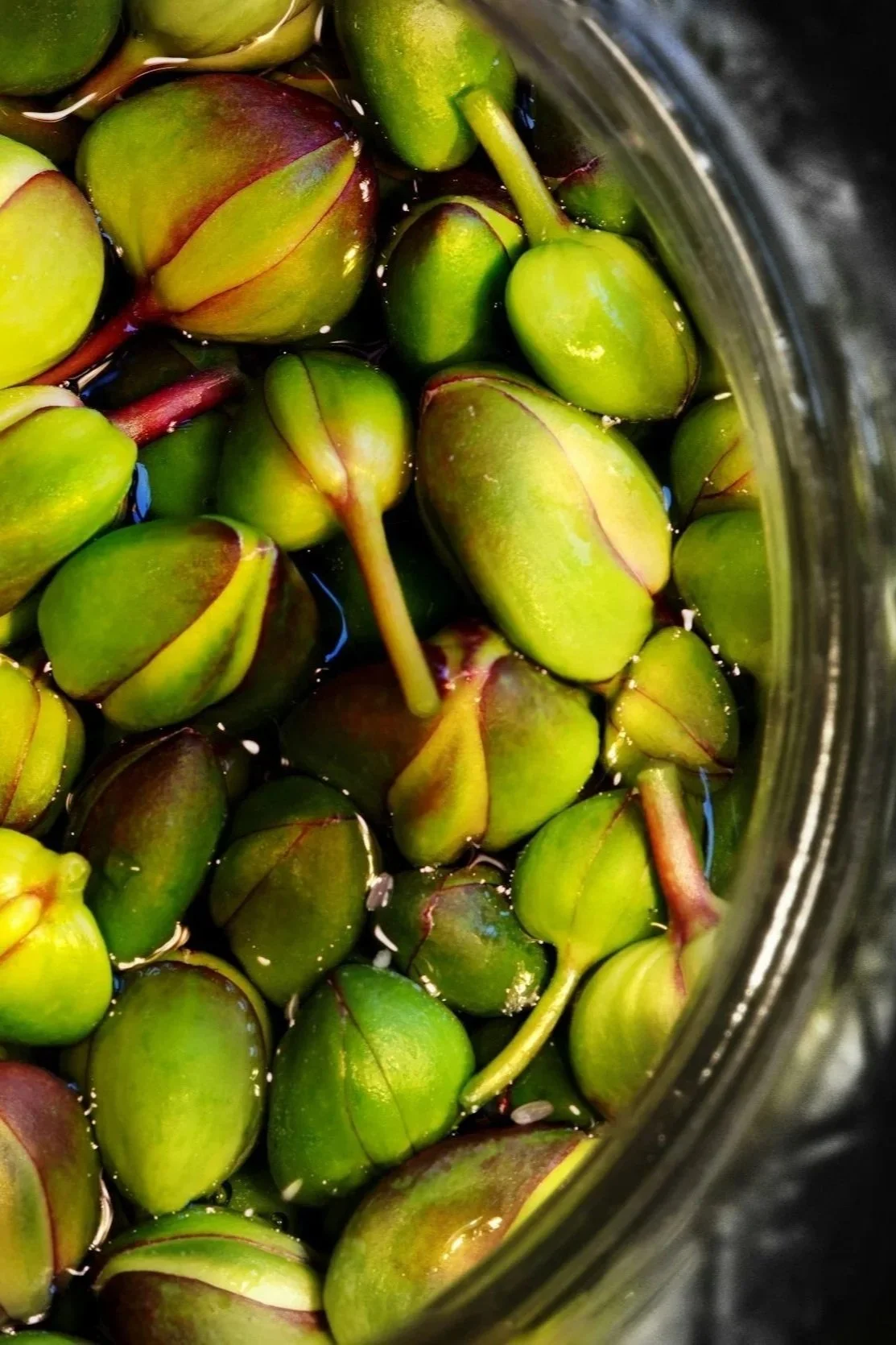Closeup of capers harvested in Crete.