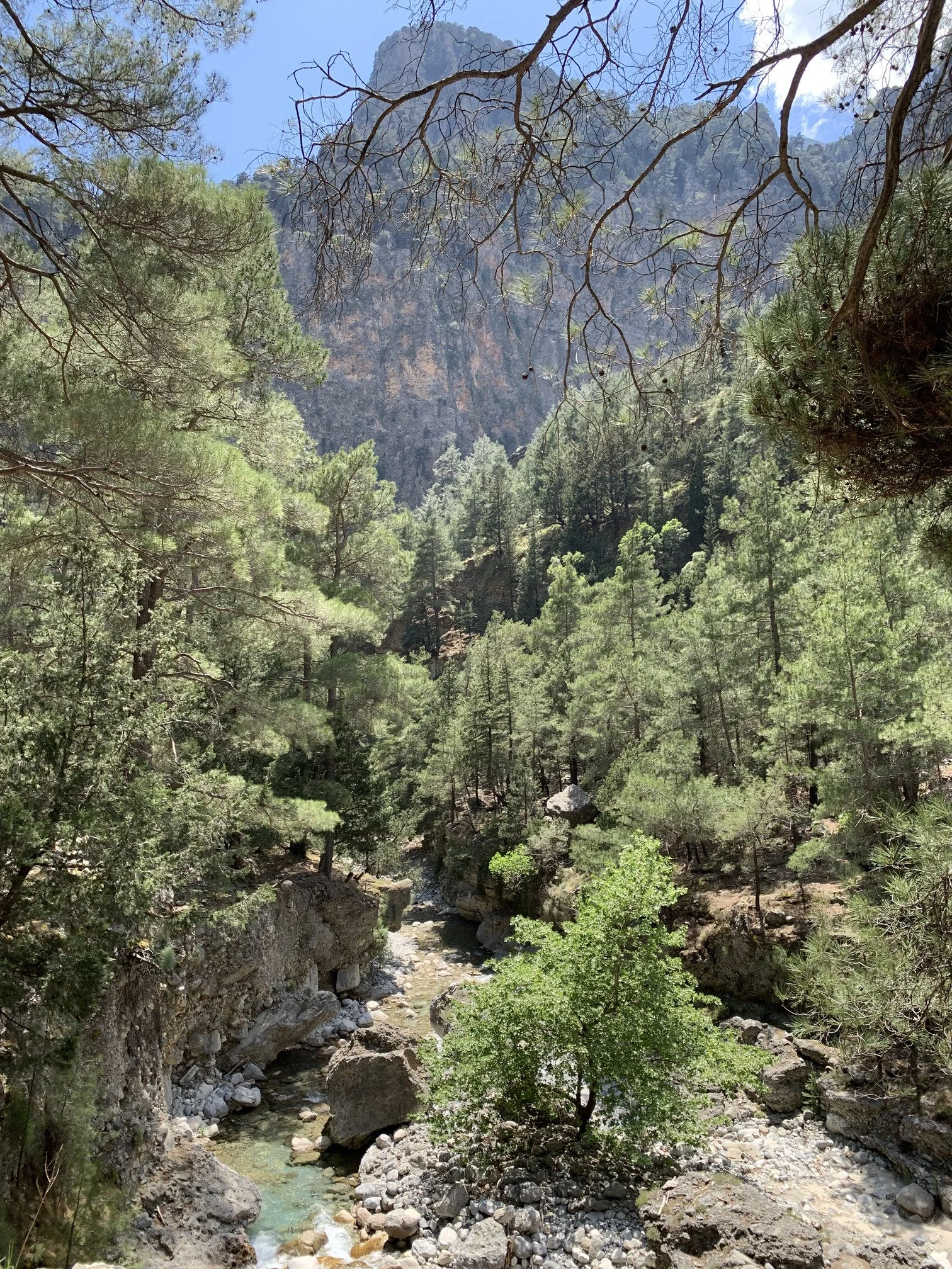 Forest landscape inside Samaria Gorge with pine and cypress trees
