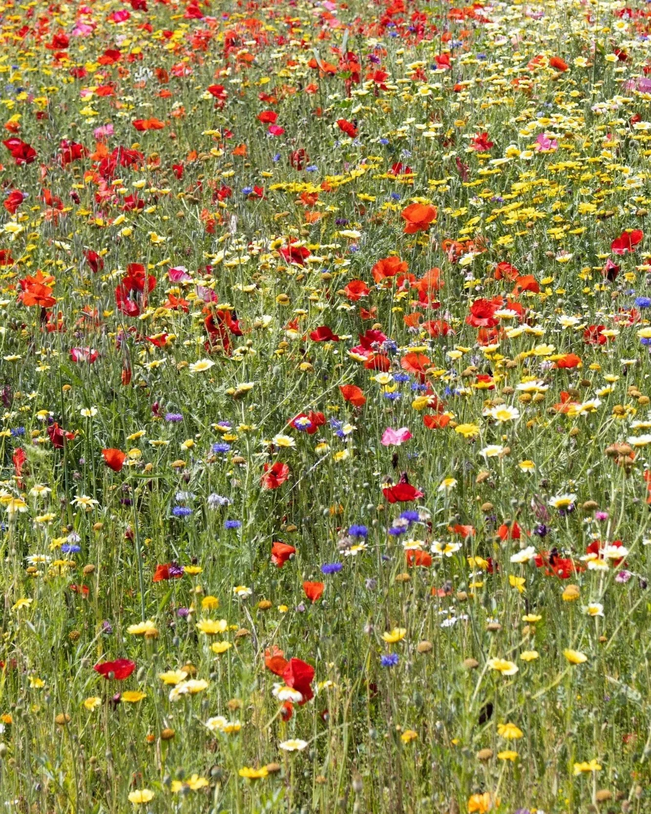 A field of colourful wildflowers in a mountain meadow in South Crete.