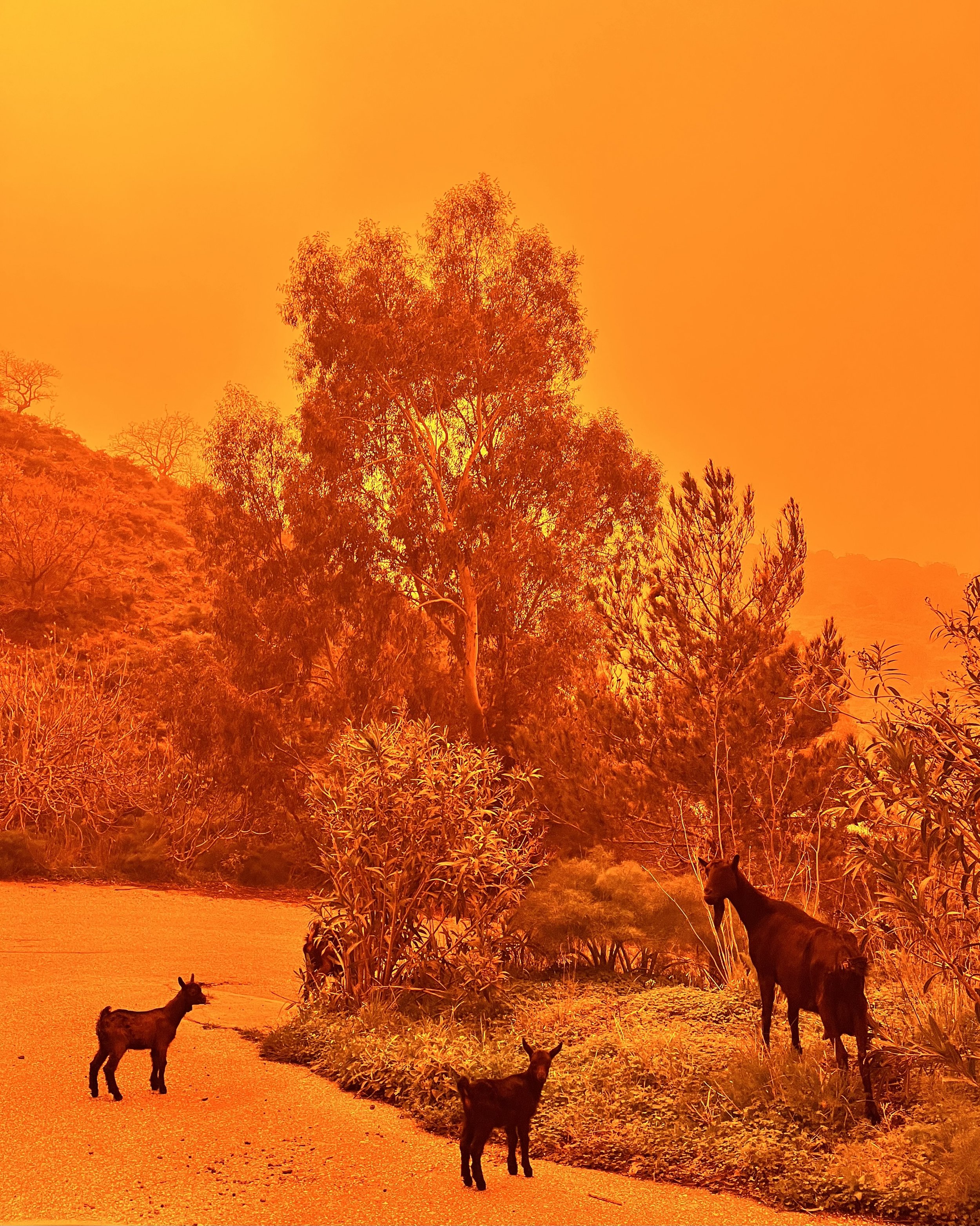 Goats in a rural Cretan landscape under a deep red sky caused by Sahara dust during a rare weather event in South Crete