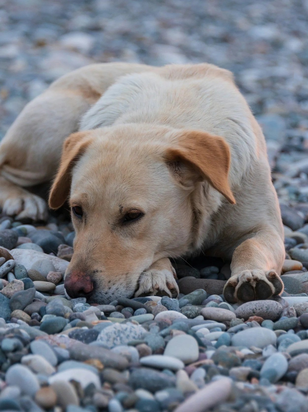 Light brown stray dog lying on pebble stones on a beach in Crete, Greece.
