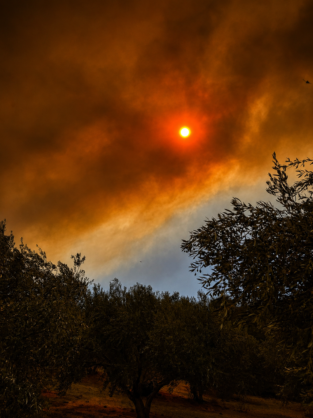 The sun visible as a red-orange disc through wildfire smoke above olive groves near Klima and Timbaki in South Crete.