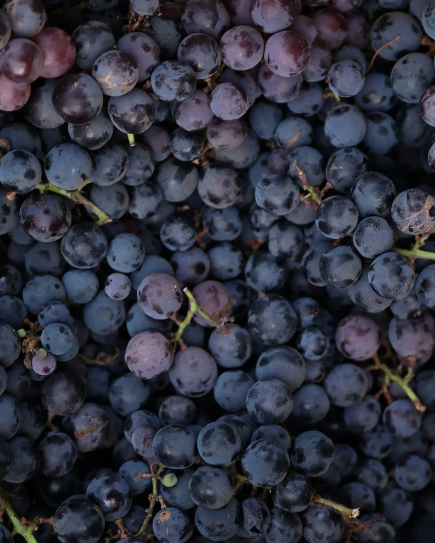 Closeup of grapes after the harvest in Crete