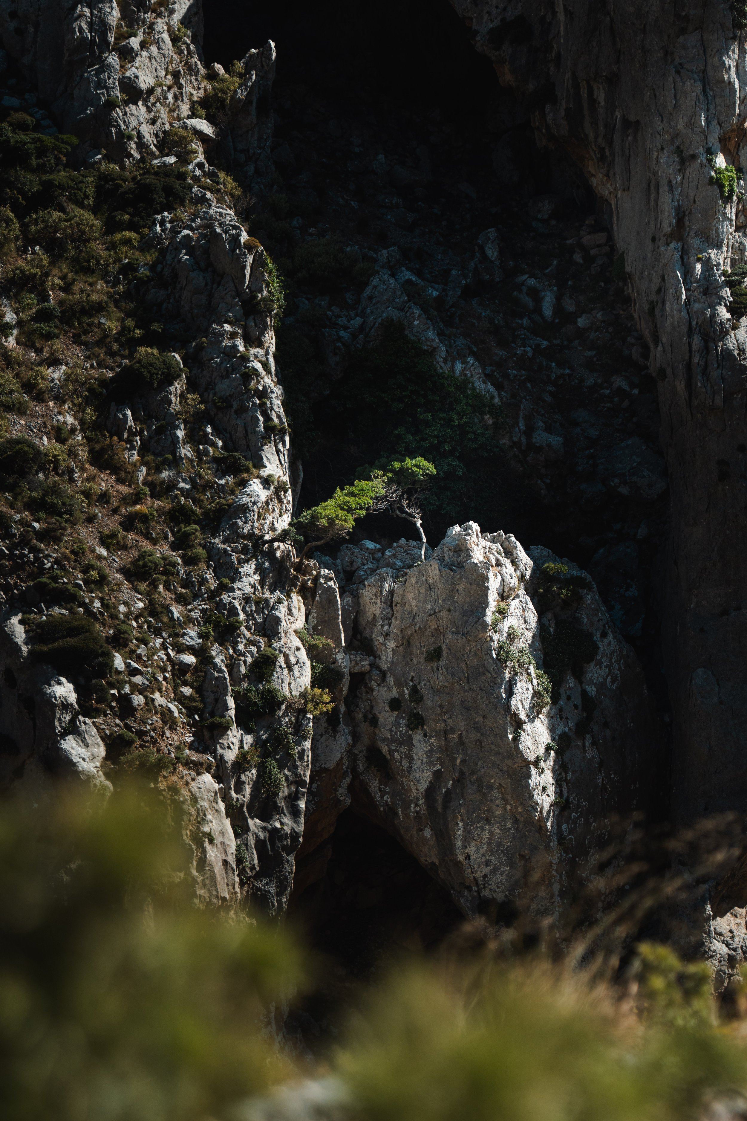 Detail image of a lonely tree growing out of a rock in Kourtaliotiko Gorge, South Crete.