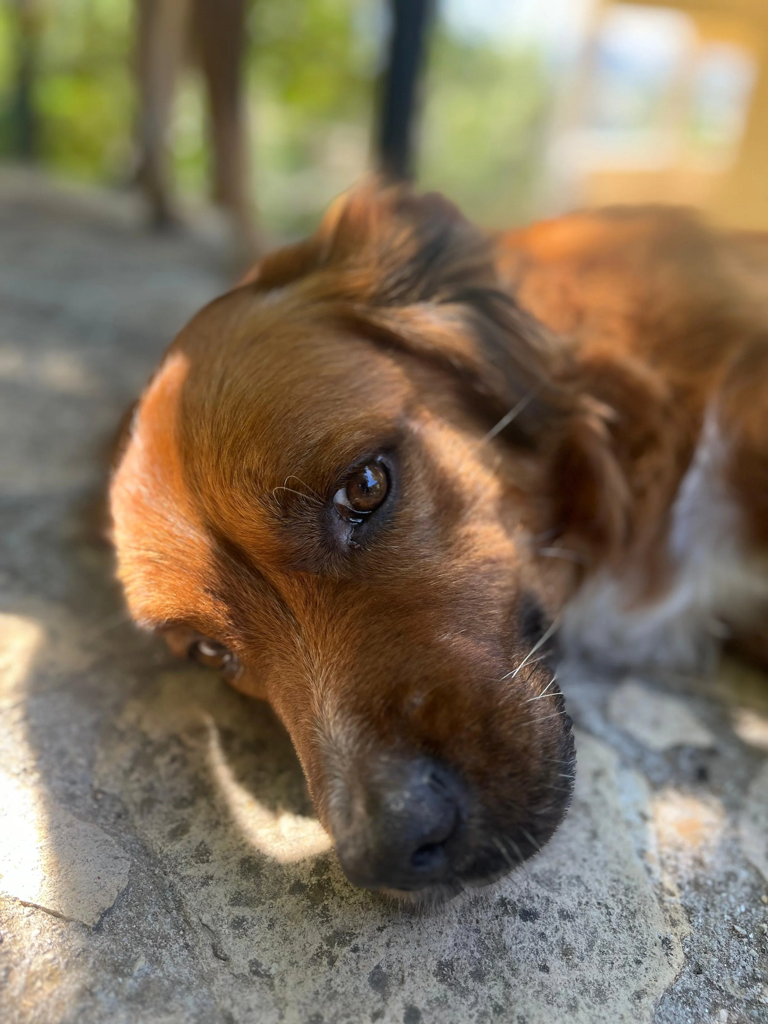 Close-up of a brown dog lying on a stone surface, gazing with sad eyes.