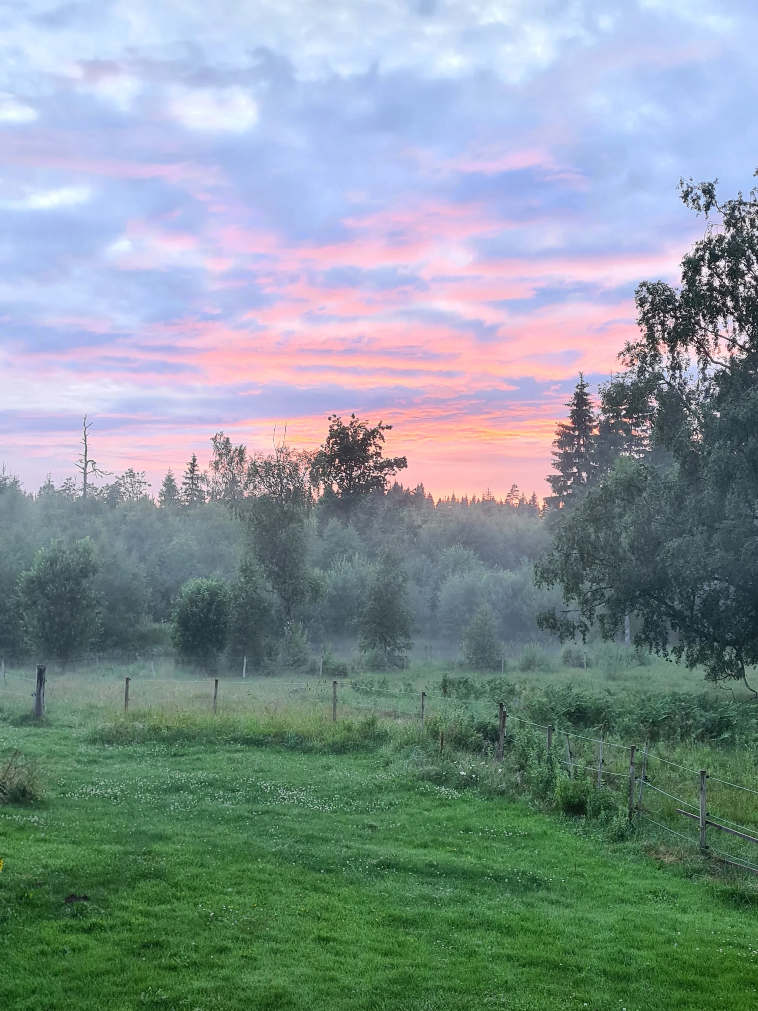 Morgenlandschaft mit grünem Rasen, Bäumen und einem Zaun, im Hintergrund Nebel und ein Himmel mit rosa und blauen Wolken bei Sonnenaufgang.