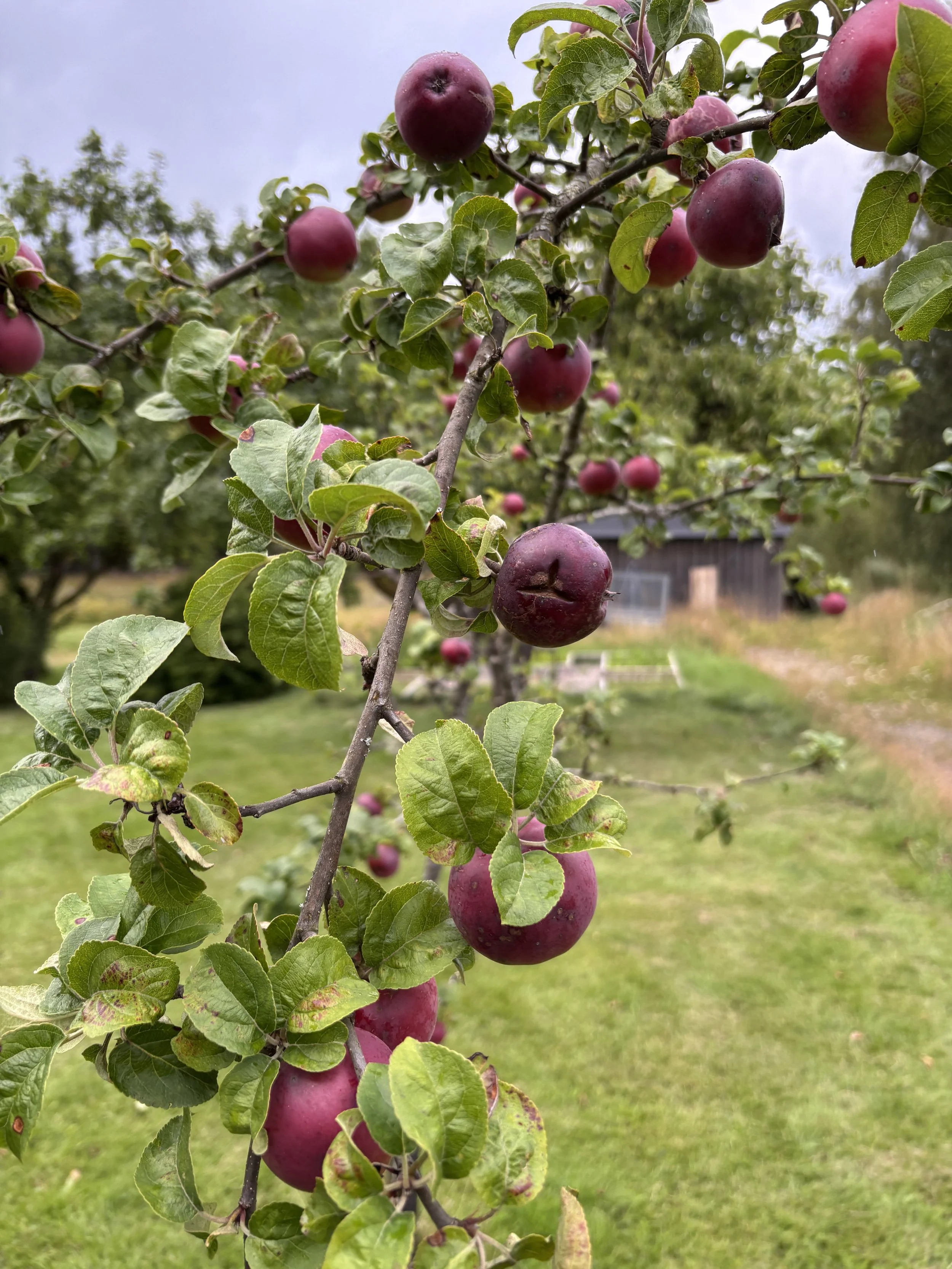 Äpfel an einem Ast in einem Obstgarten