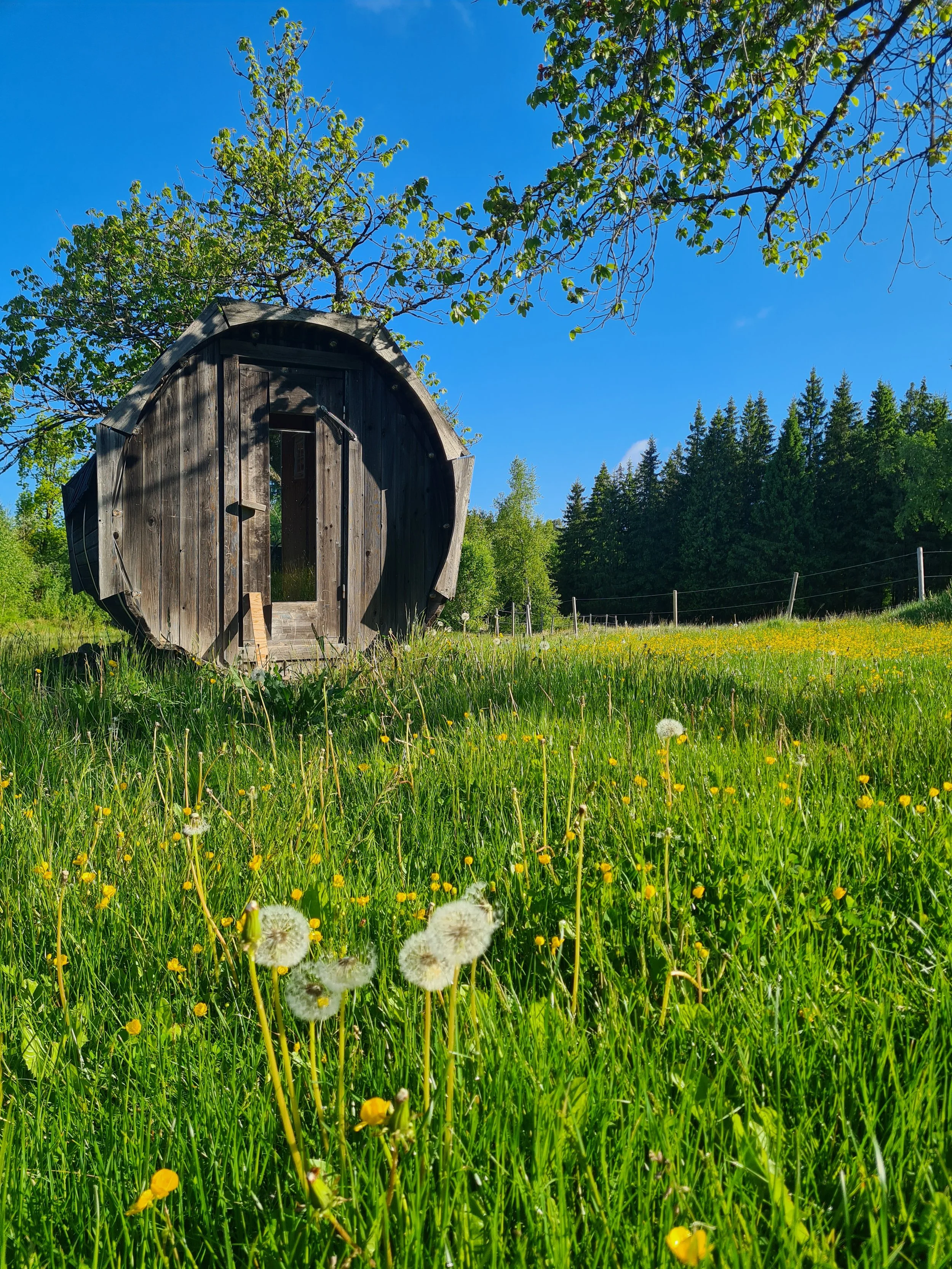 Ein kleines Holzhaus oder Schuppen steht in einem grünen Feld mit Löwenzahnpusteblumen unter einer klaren blauen Himmel. Es gibt Bäume im Hintergrund.