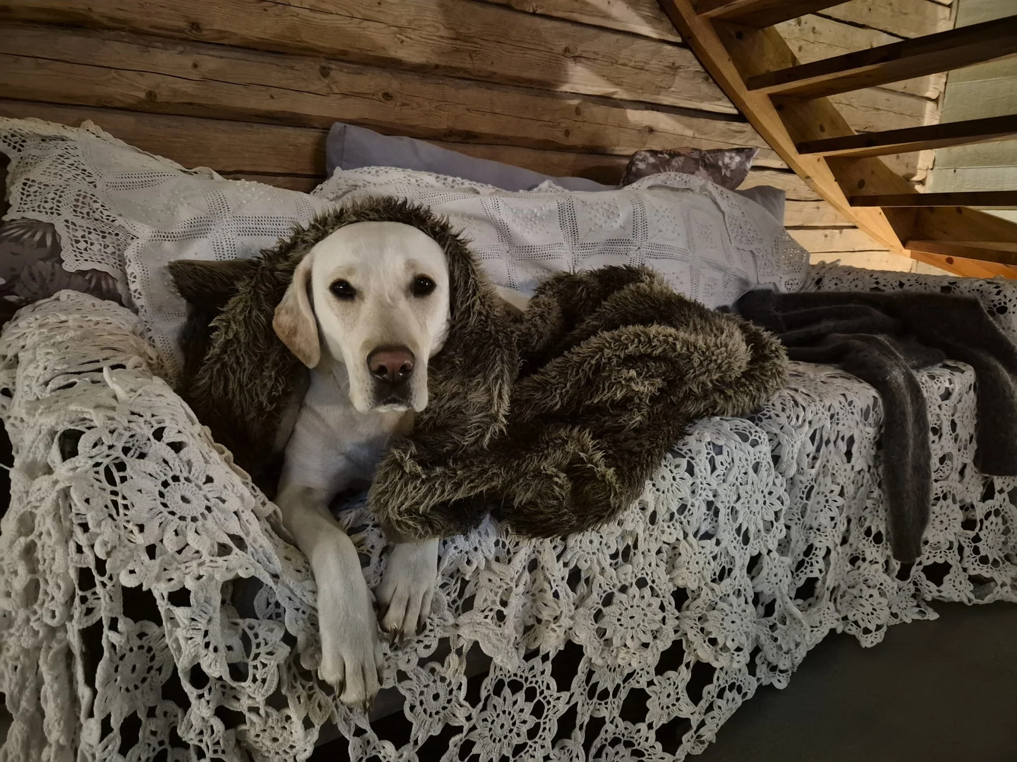 Hündin mit langer Schnauze liegt auf einer Couch, die mit einer handgemachten, weißen, crocheted Decke bedeckt ist. Der Raum hat Holzvertäfelung an den Wänden und eine Treppe im Hintergrund.