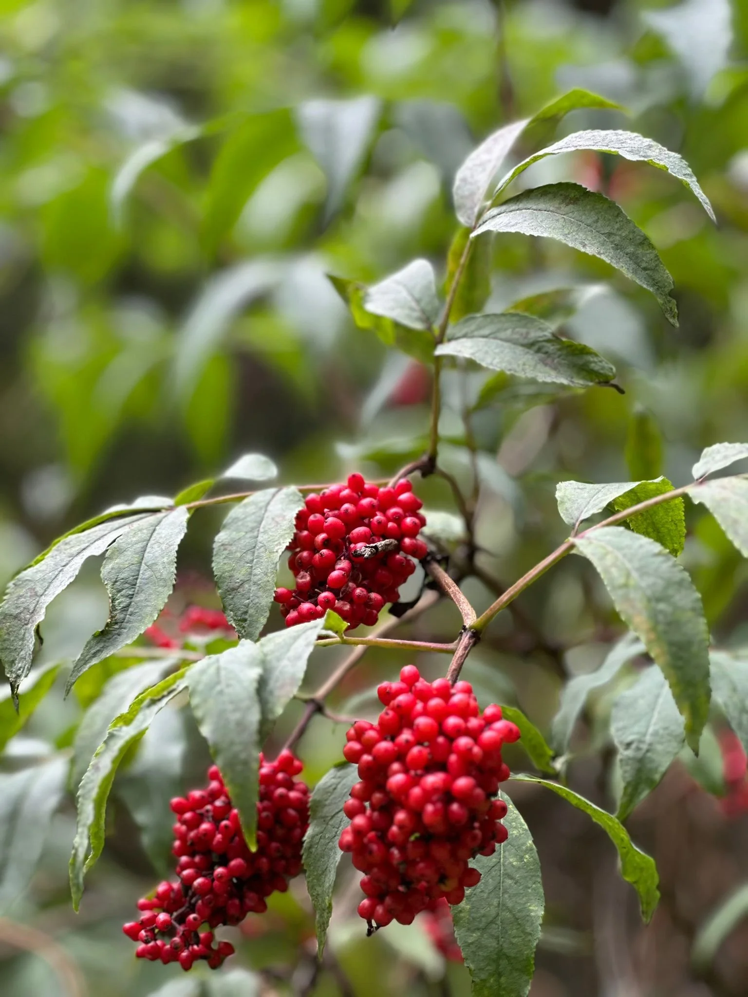 Rote Beeren an einem Ast mit grünen Blättern, im Hintergrund unscharfe Blätter.
