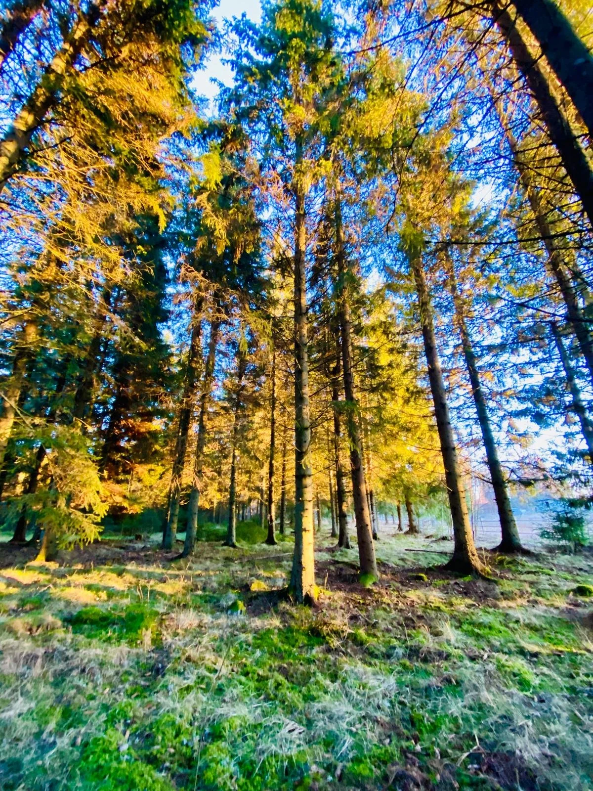 Ein sonniger Wald im Herbst mit hohen Bäumen, grüner Moosbedeckung auf dem Boden und blauen Himmel im Hintergrund.