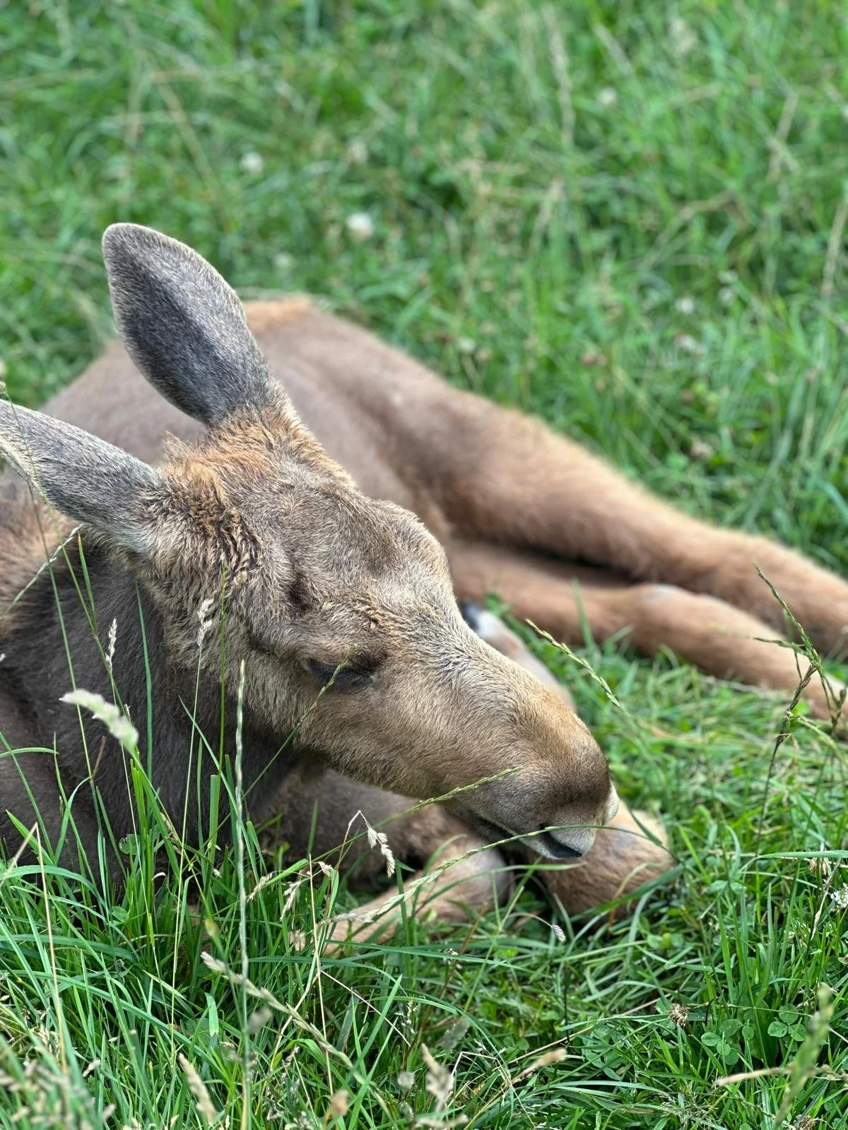 Ein gesträhnter roter Hirsch liegt im Gras und schläft.