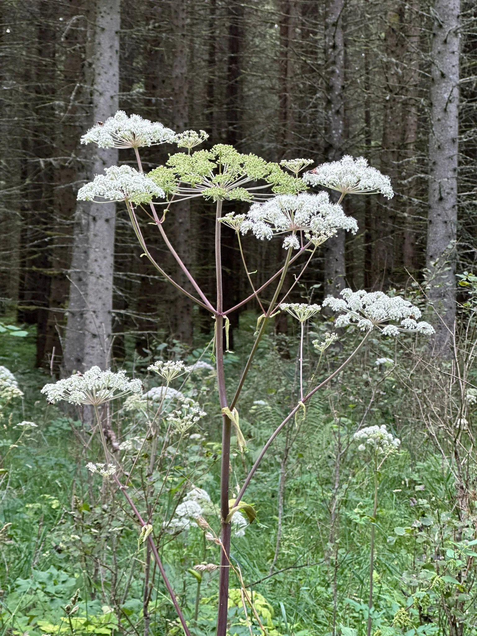 Brennnessel im Wald mit weißen Blütenständen und grünen Blättern, im Hintergrund Bäume und Unterholz.